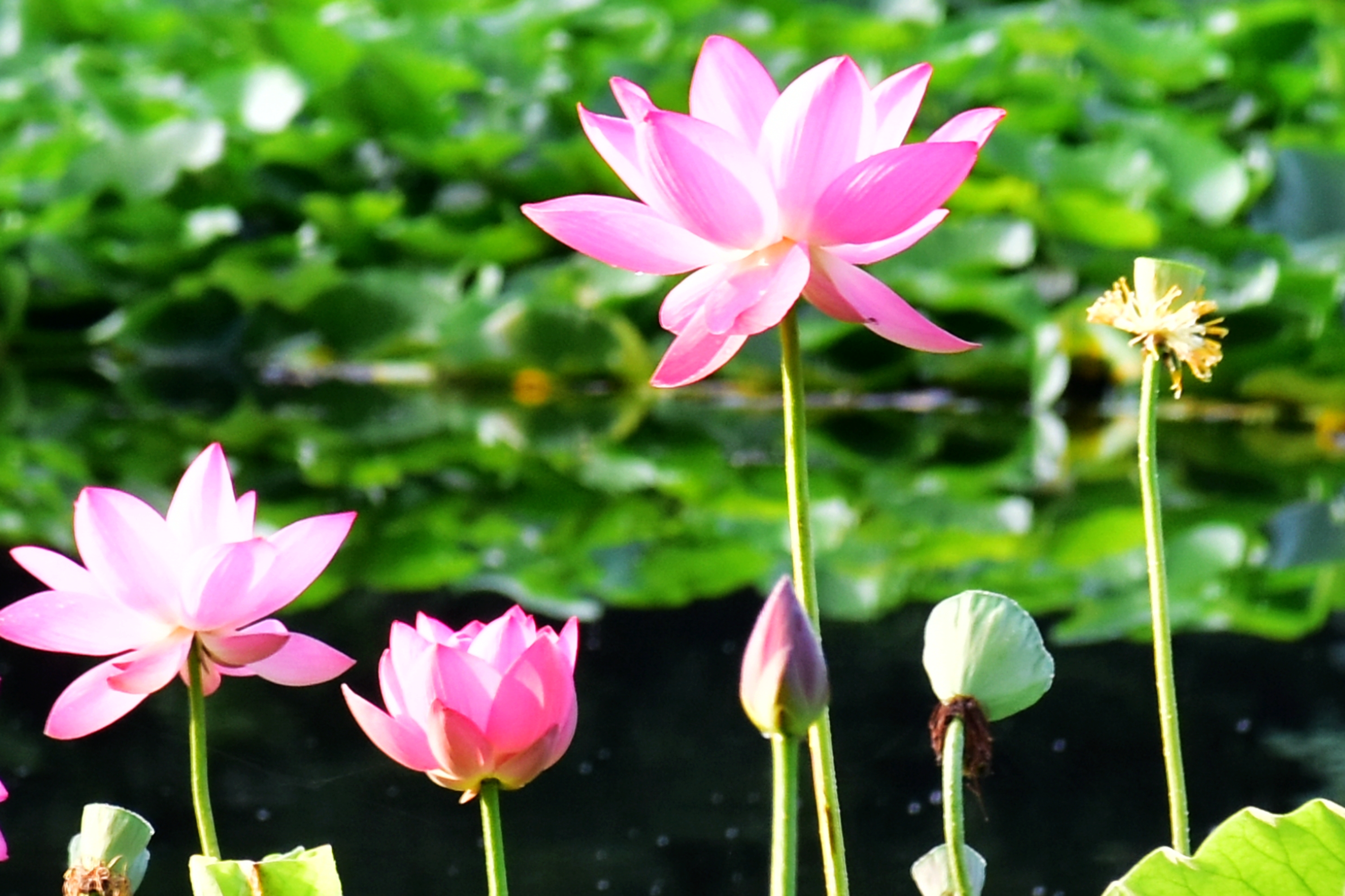 宋 · 苏泂 荷花宫样美人妆,荷叶临风翠作裳.