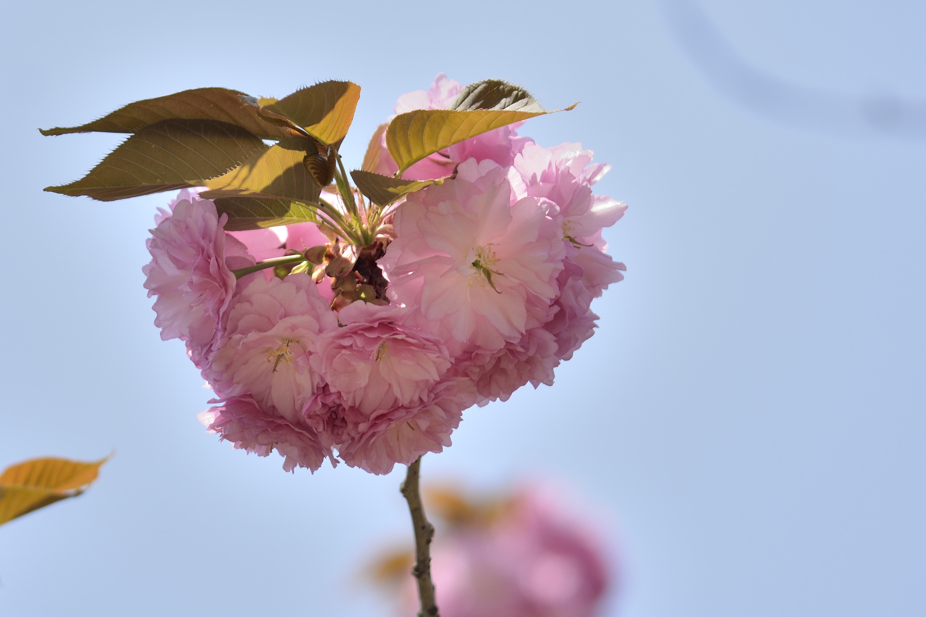 樱花系列一福禄寿樱花(首发)