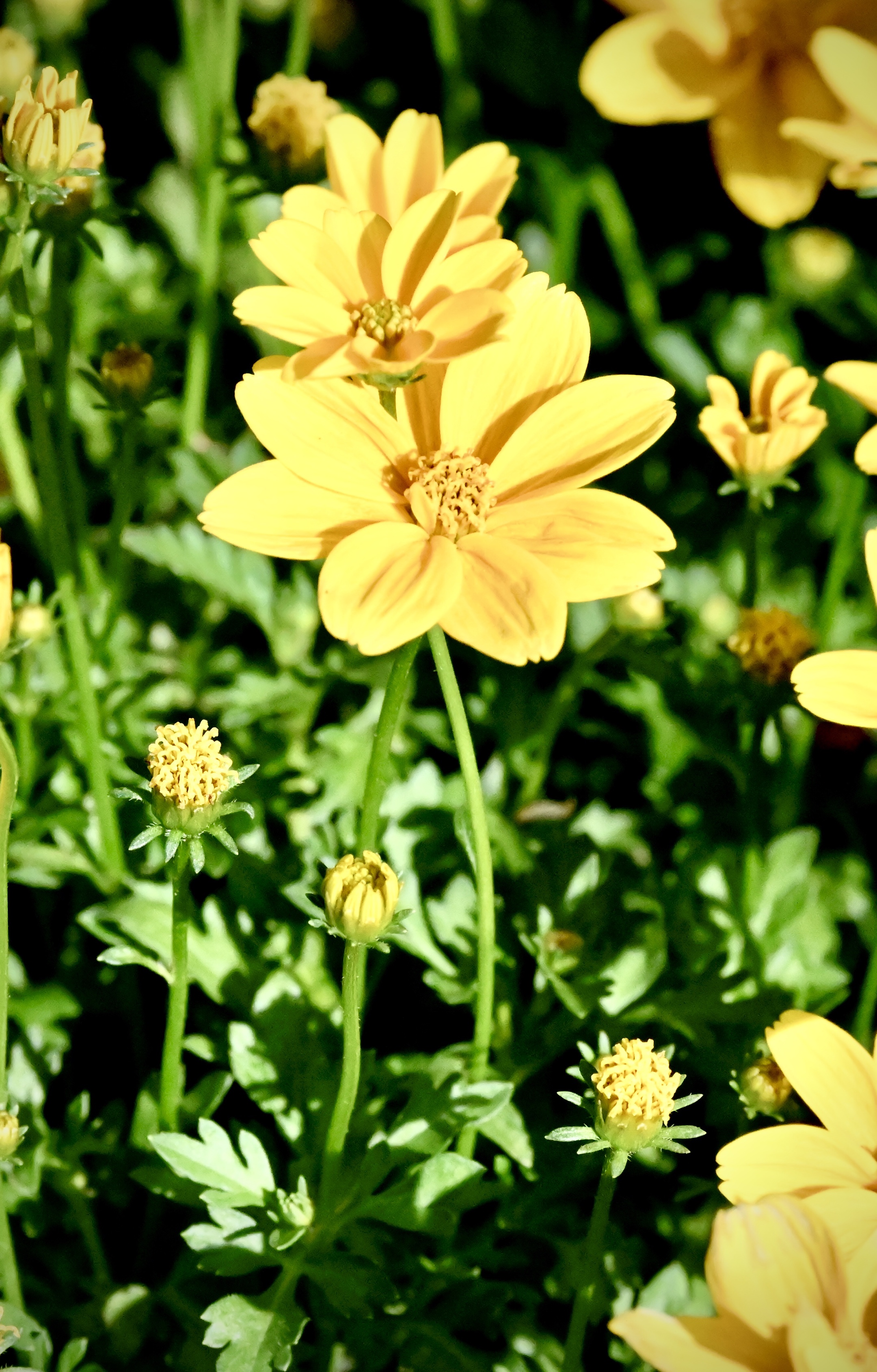 南美蟛蜞菊〔首发