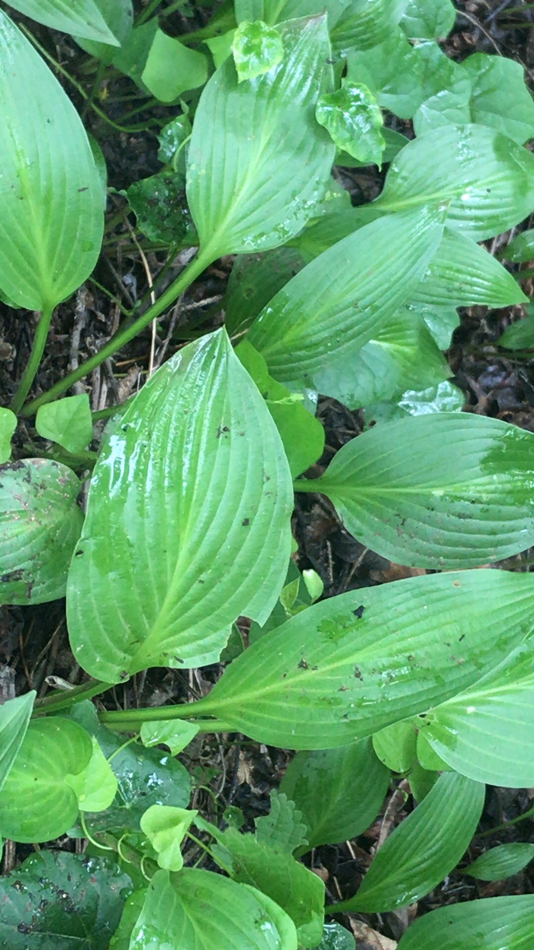 中药材野外识别