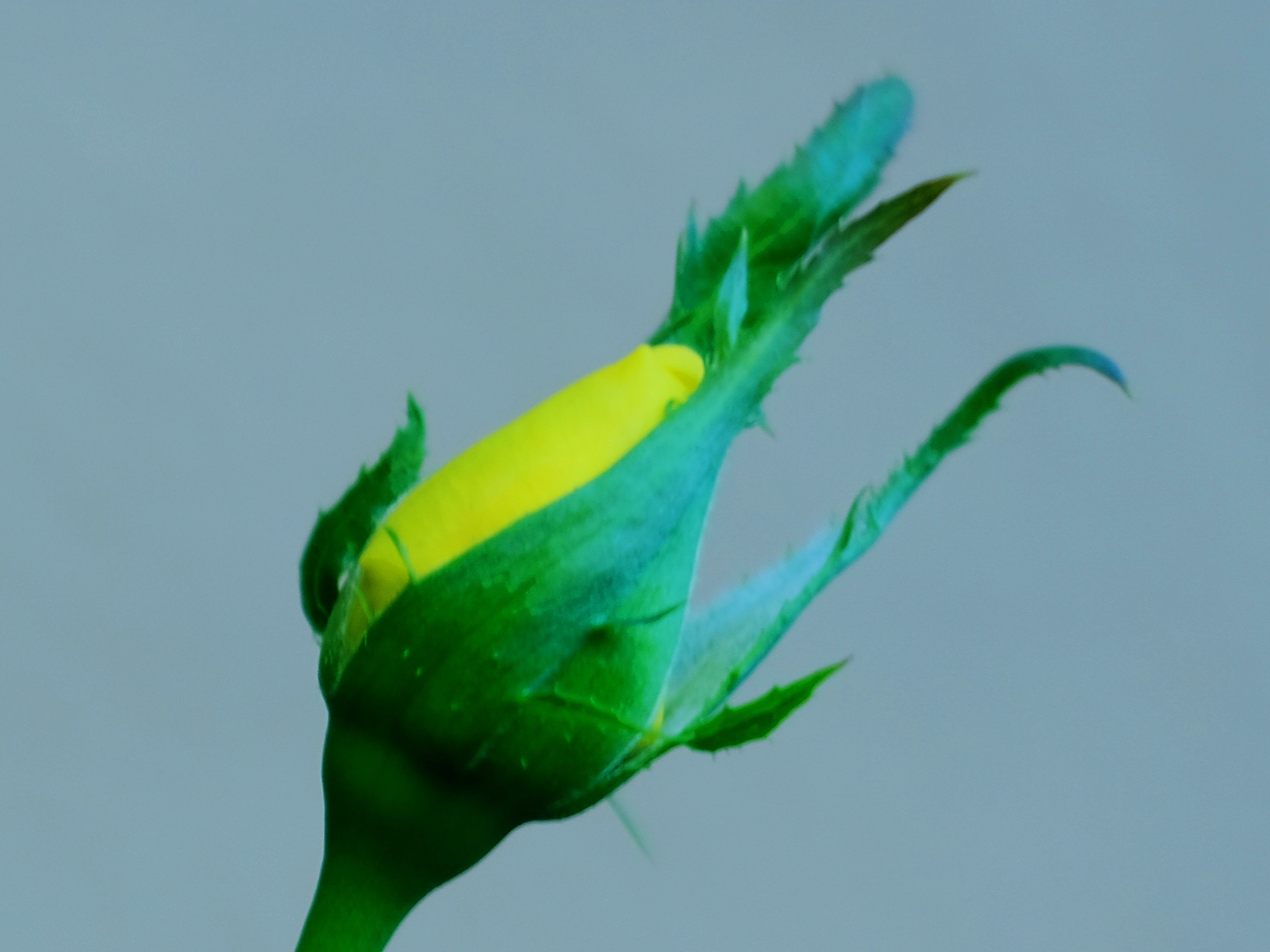 含苞欲放*月季花蕾【3】