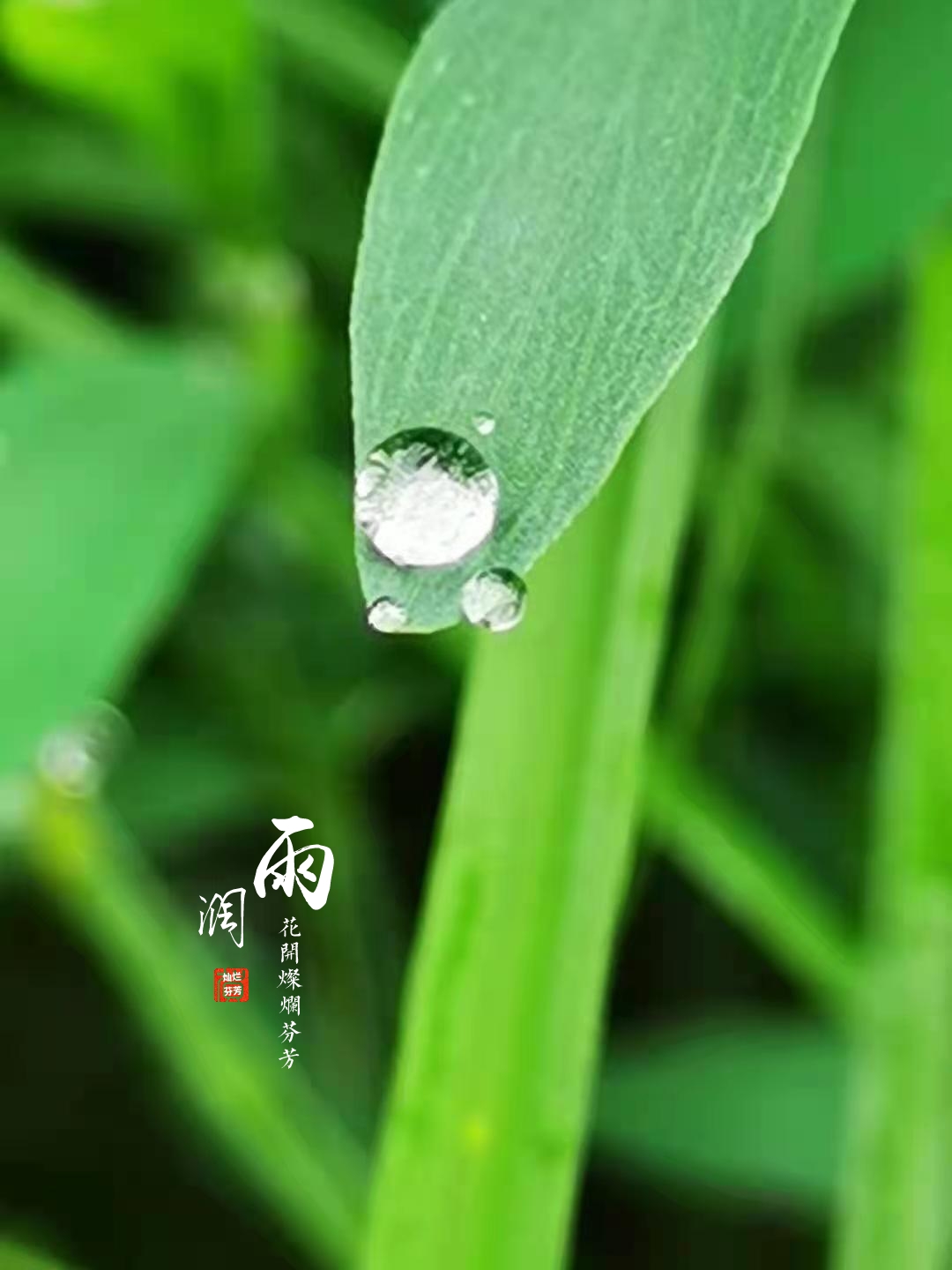 《雨后[宋 俞桂 雨后新晴日转西,桑间犹有拙鸠啼.