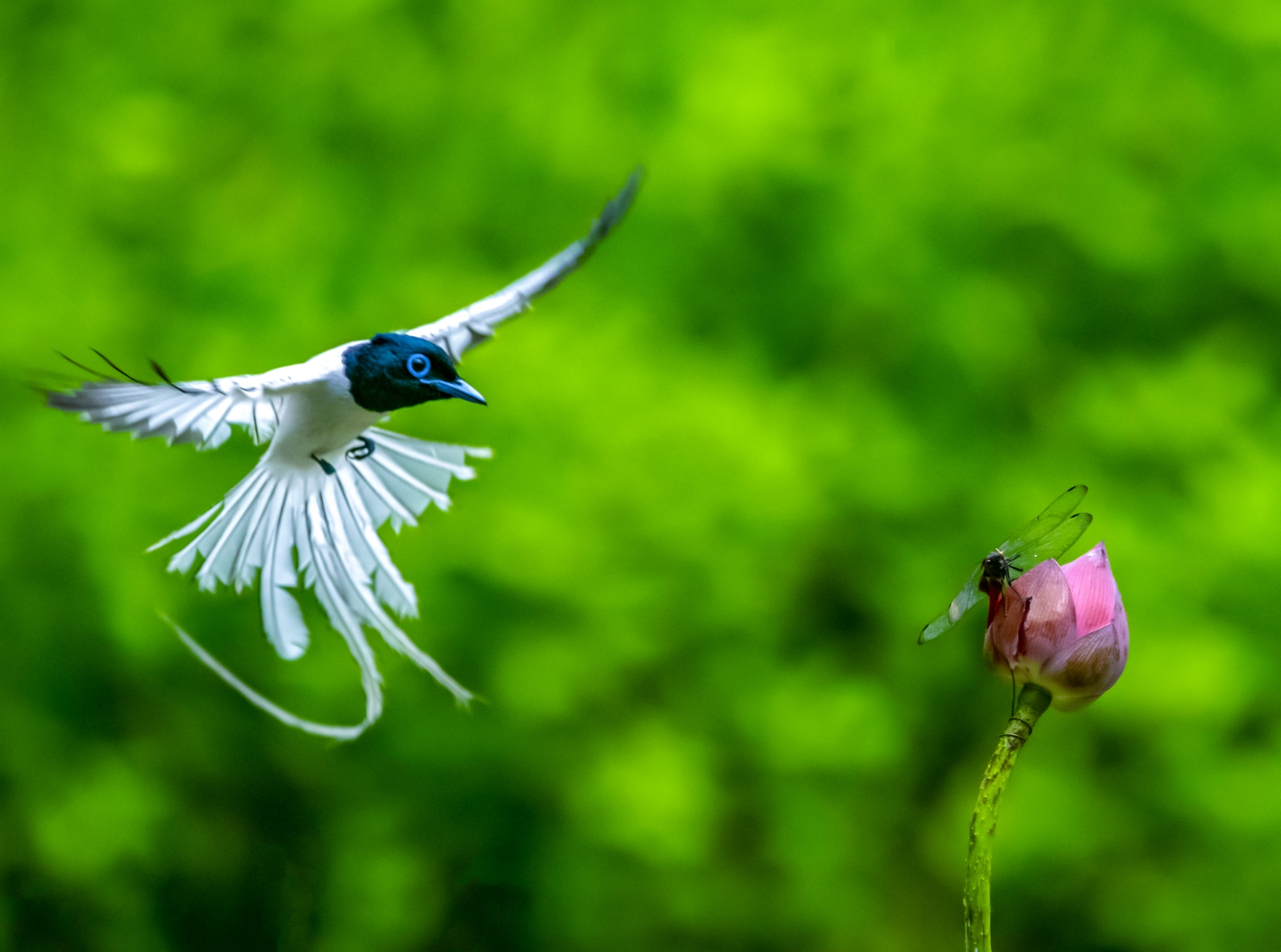 林中仙子寿带鸟黄国范摄制