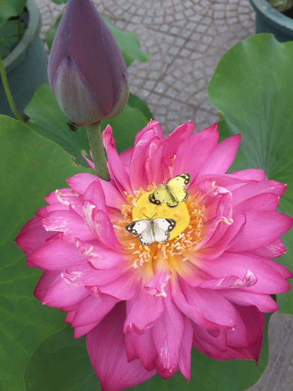 600_800竖版 竖屏gif 动态图 动图