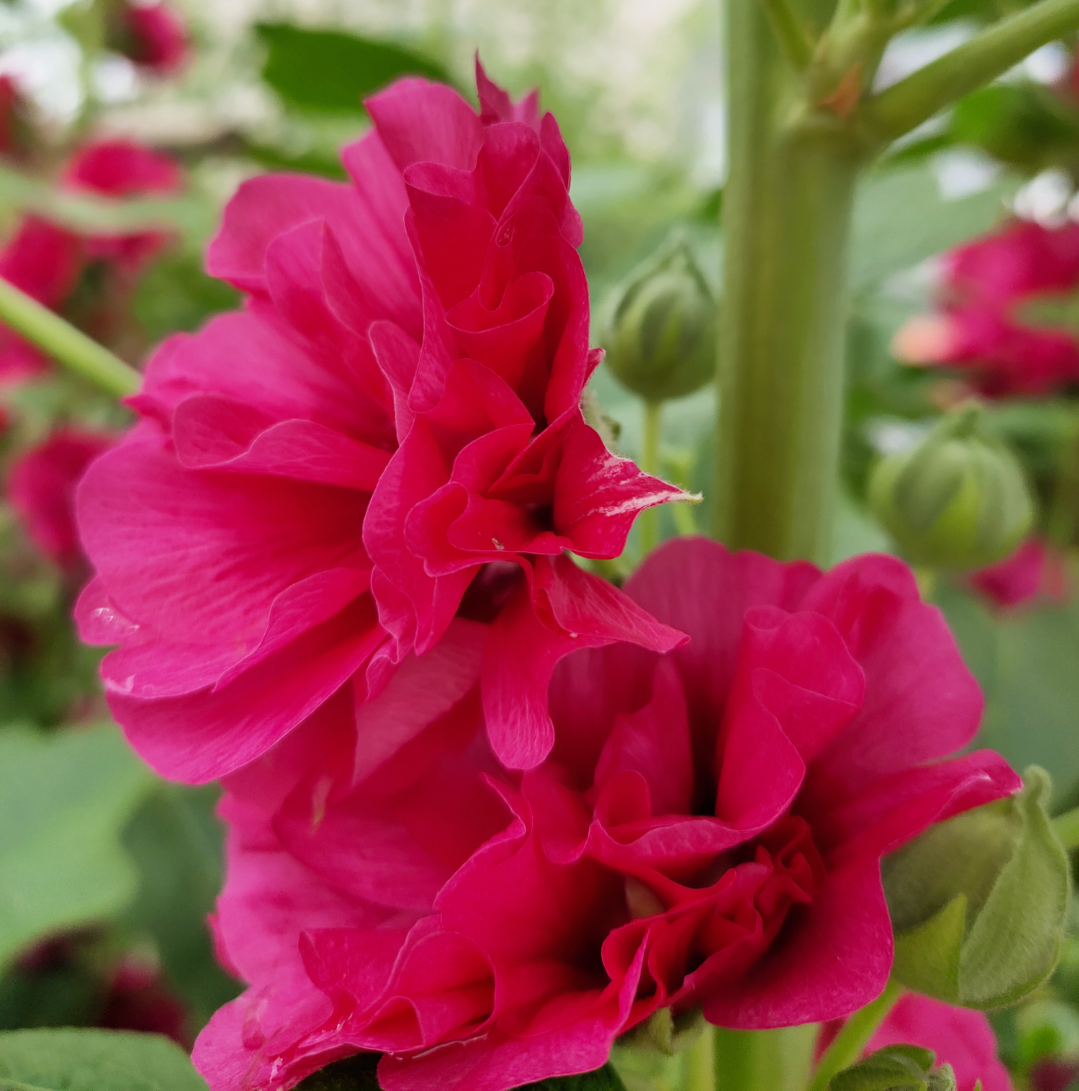 棋盘花【首发】