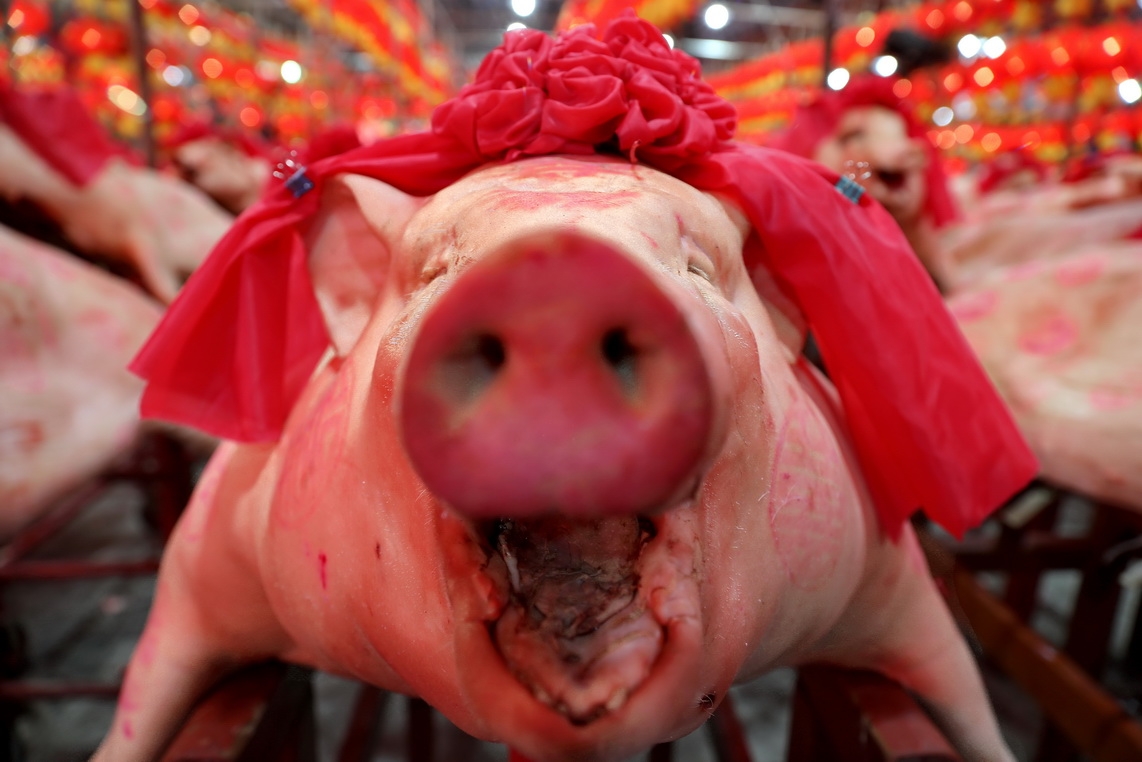 潮汕民俗赛大猪