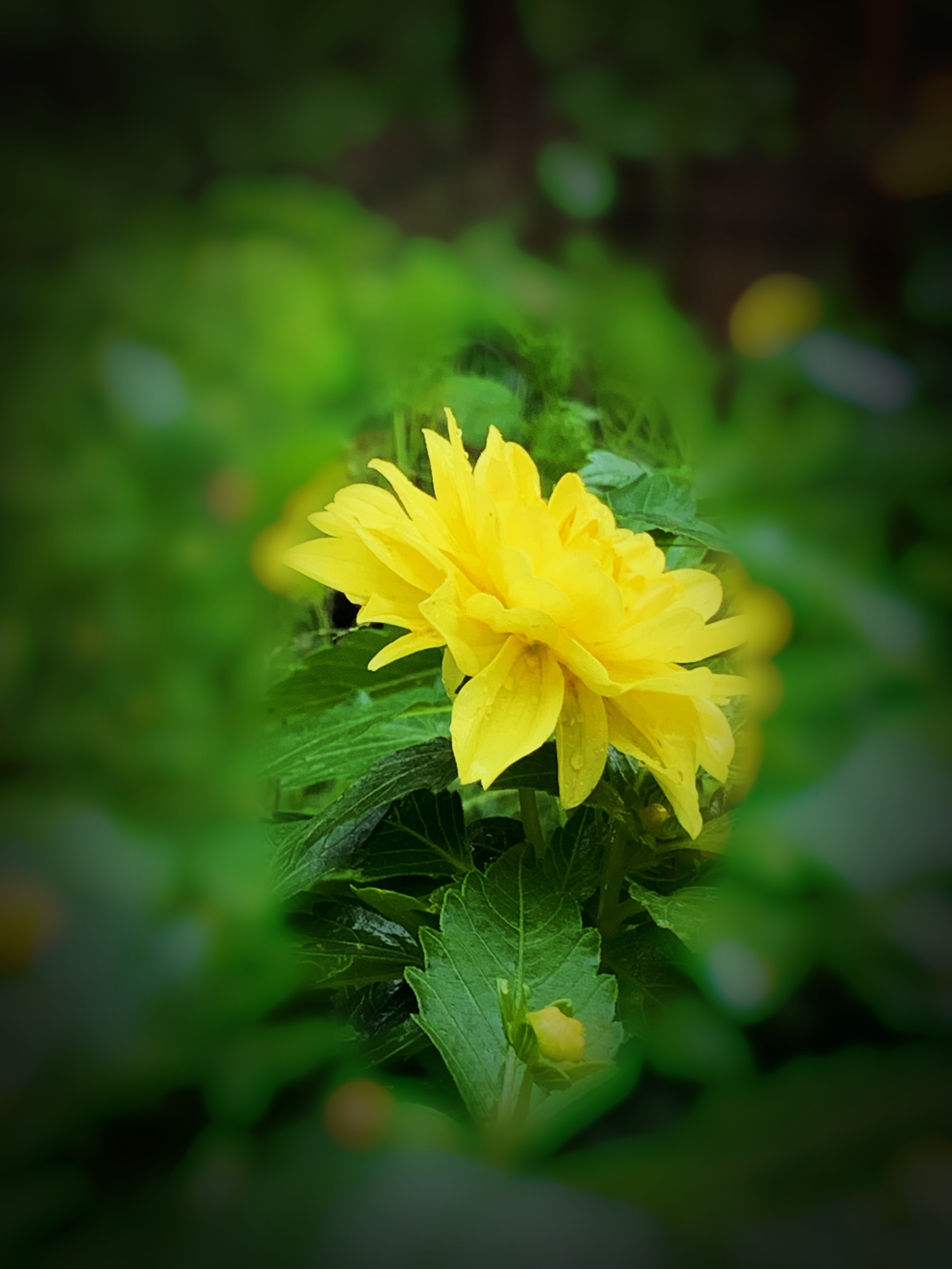 【首发】大丽花开