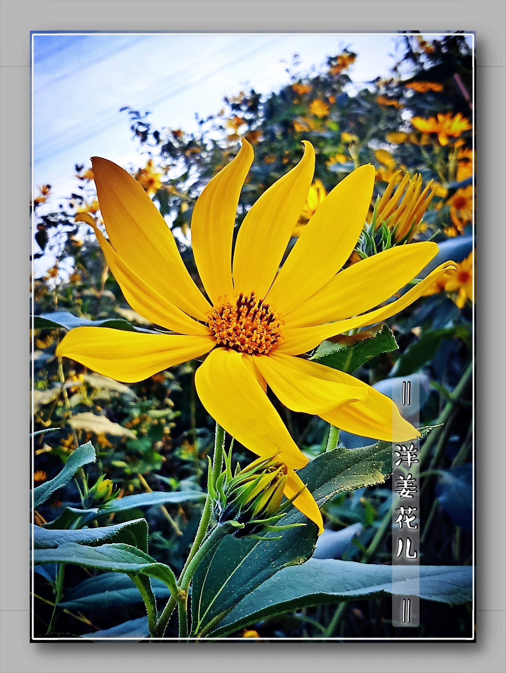 途遇◎洋姜花.[首发]