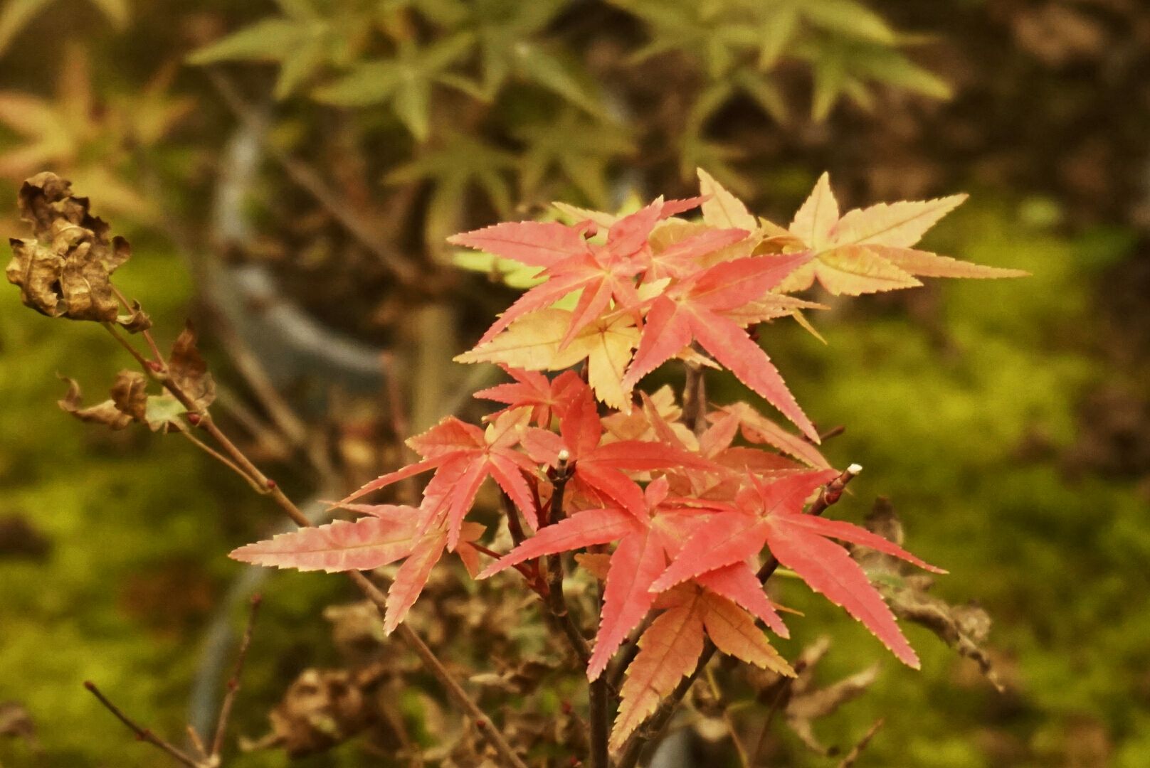 是槭树科,槭属落叶小乔木;树冠伞形.鸡爪槭~树皮平滑.