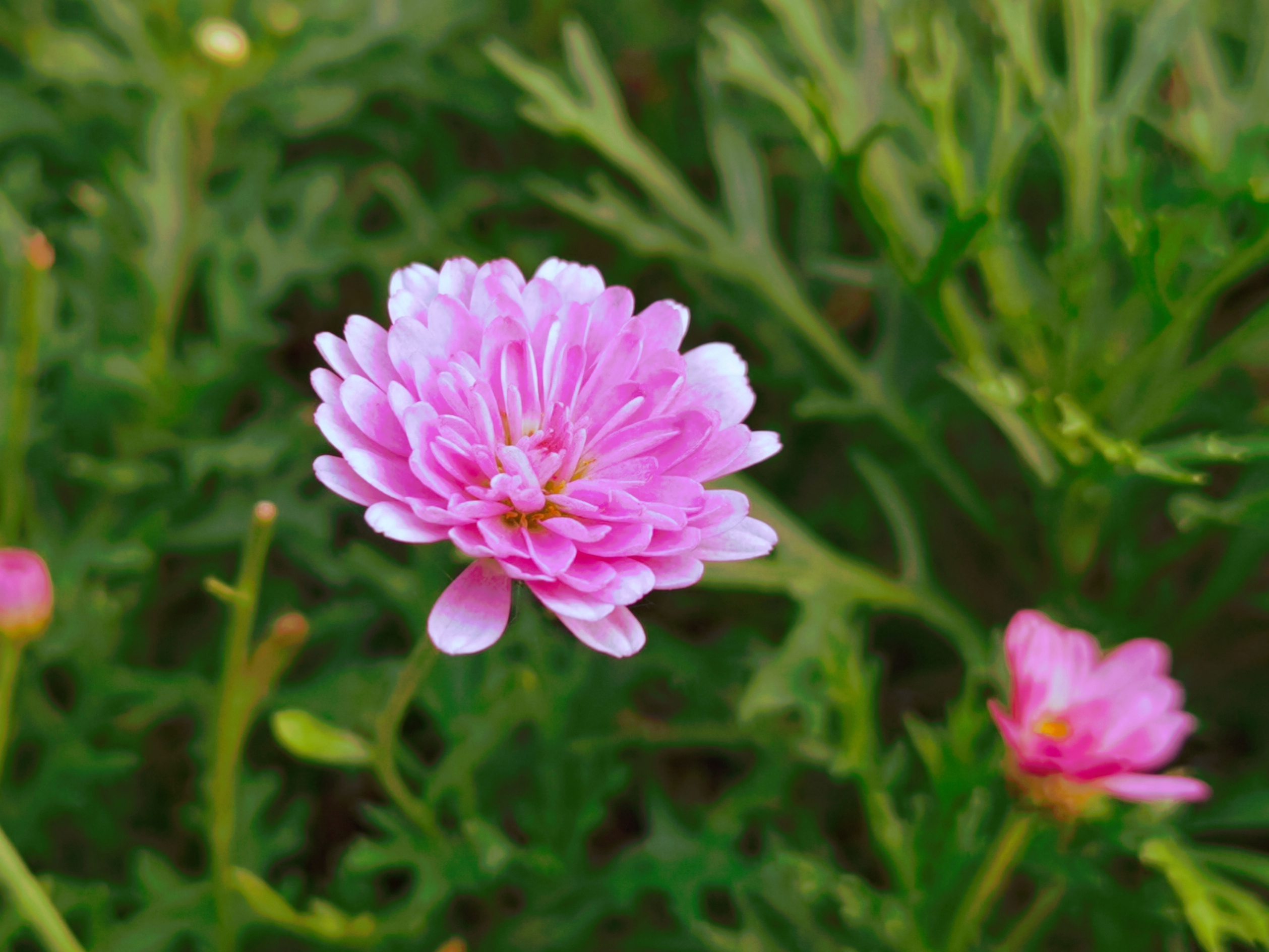 翠菊(翠菊苗图片)