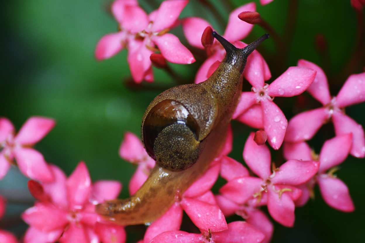 邂逅.奇妙的无壳蜗牛.蛞蝓