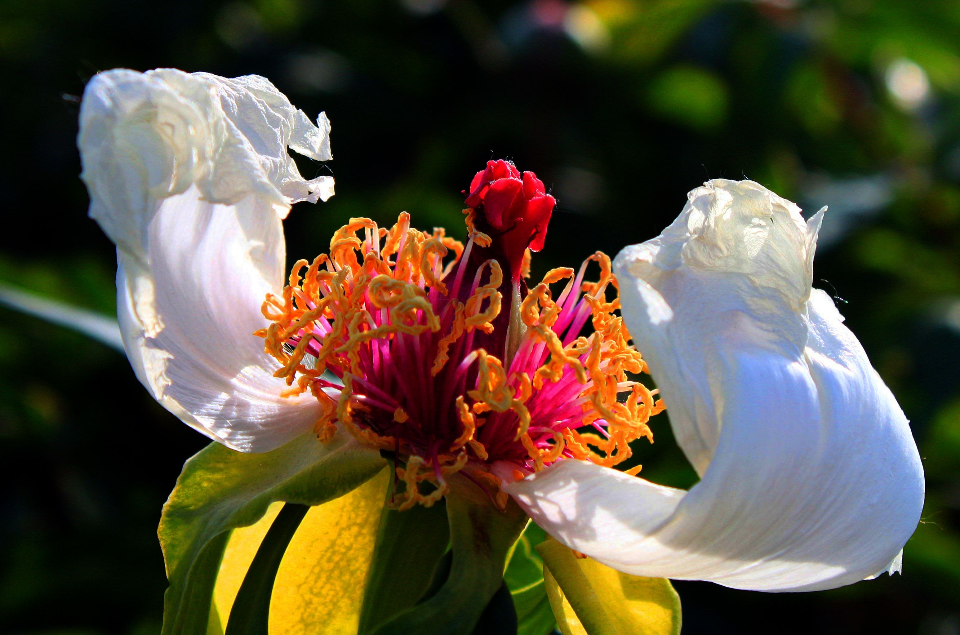 首发《玉仙从何来 服佩淡如莹》