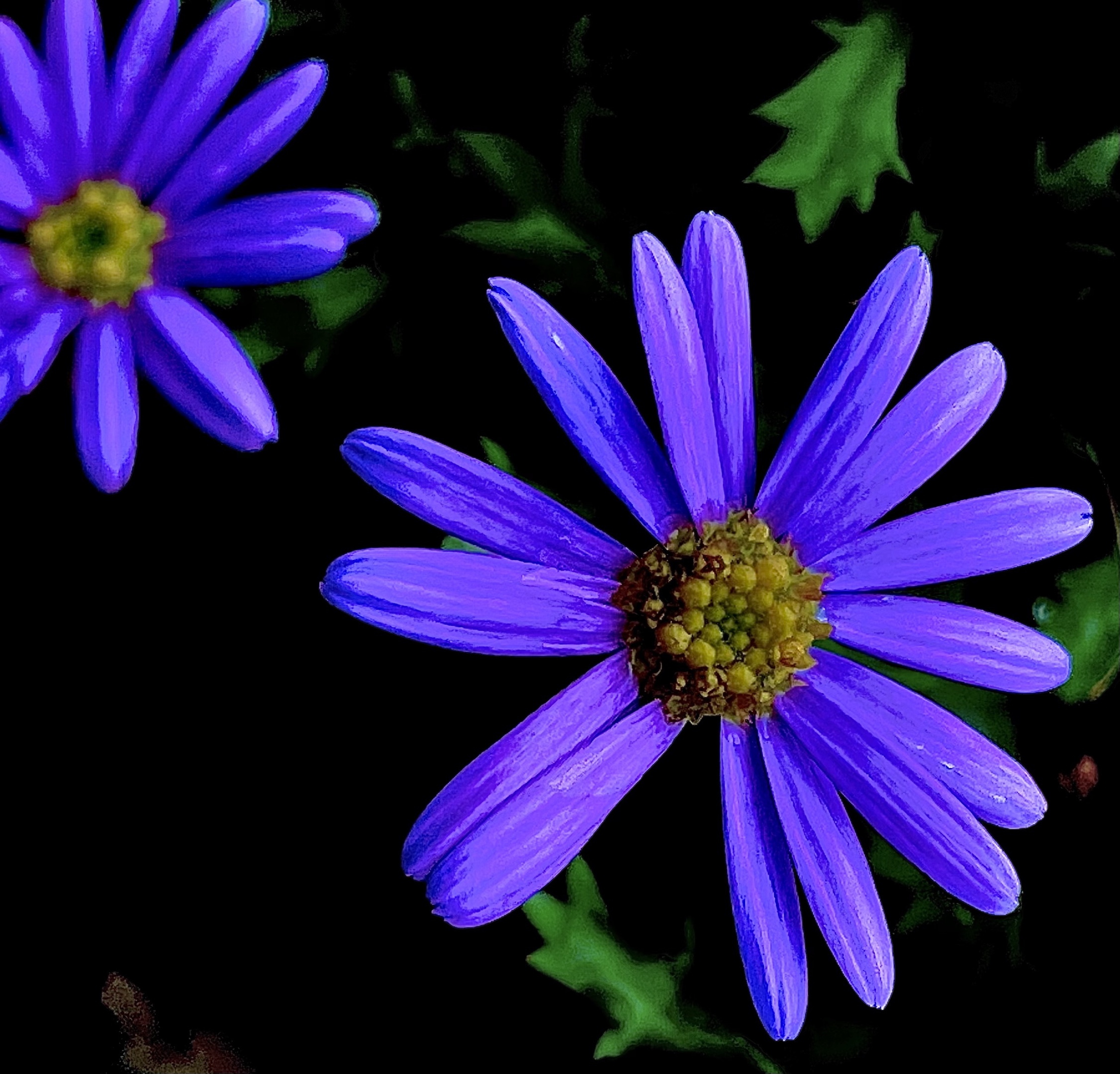 【首发】雨后随拍紫菀花