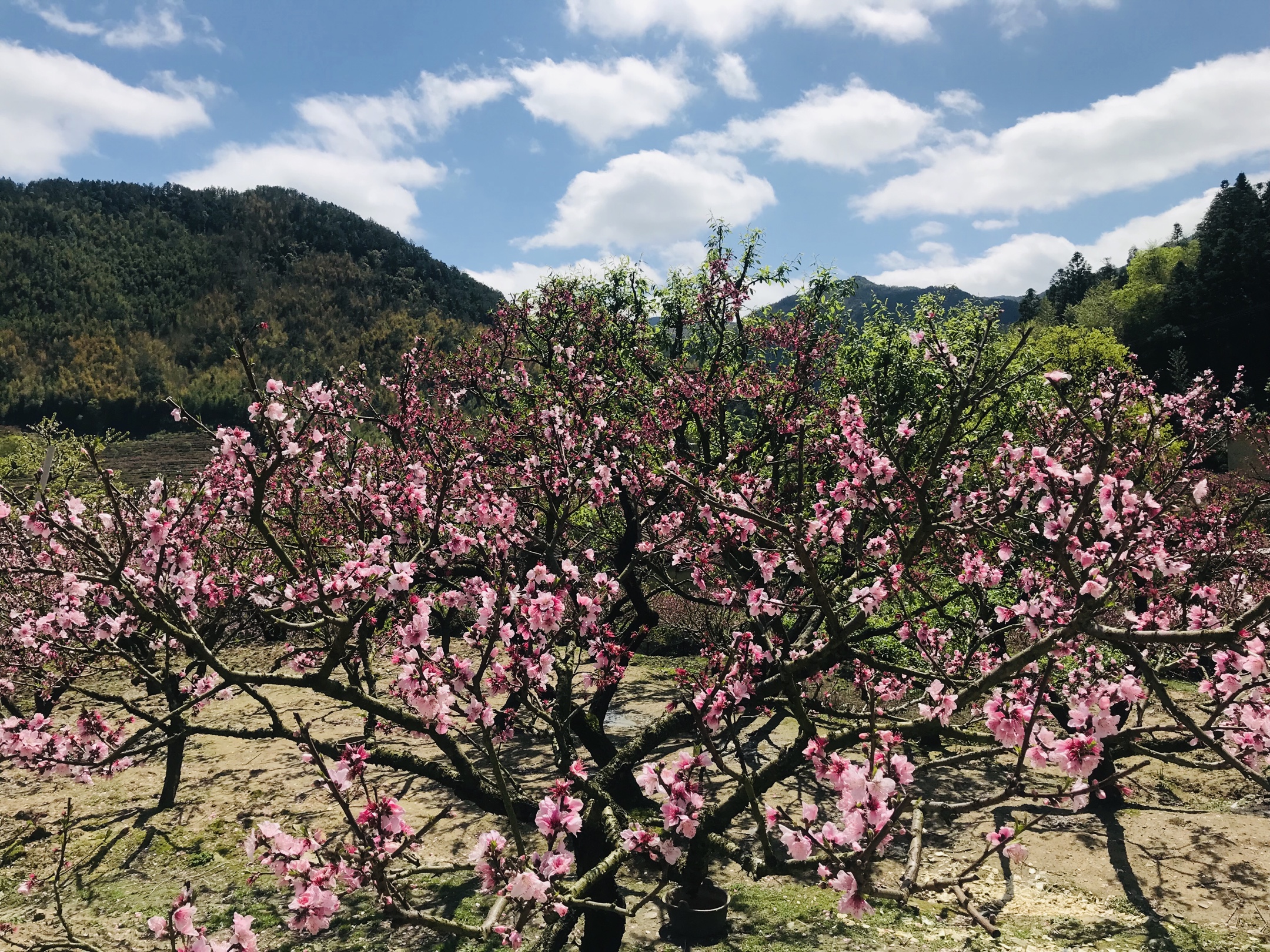 20200401古田临水宫兰坦村赏桃花一日游