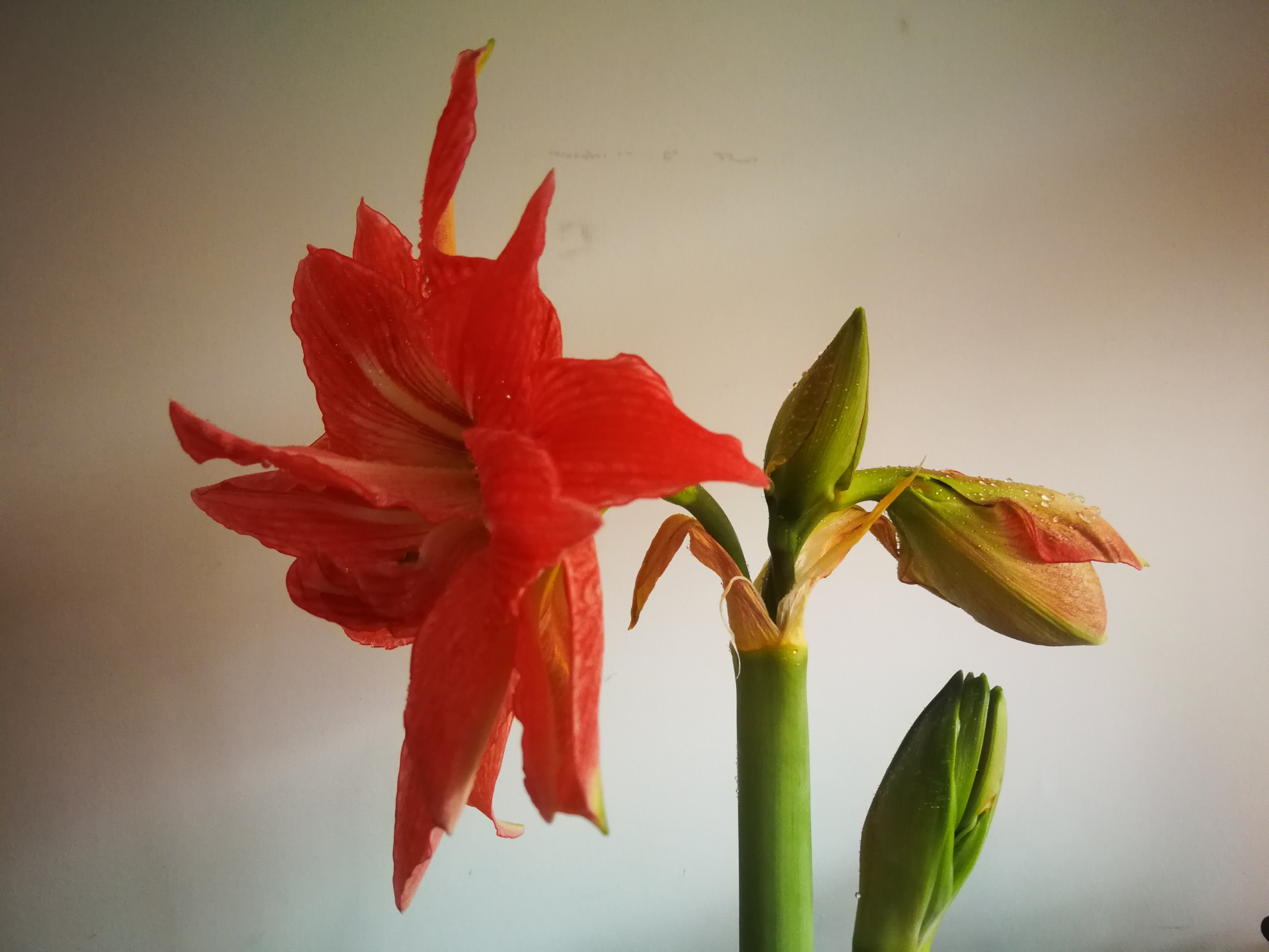 柱頂紅,孤梃花,華胄蘭,百子蓮,炮打四門別稱百合亞目亞目hippeastrum