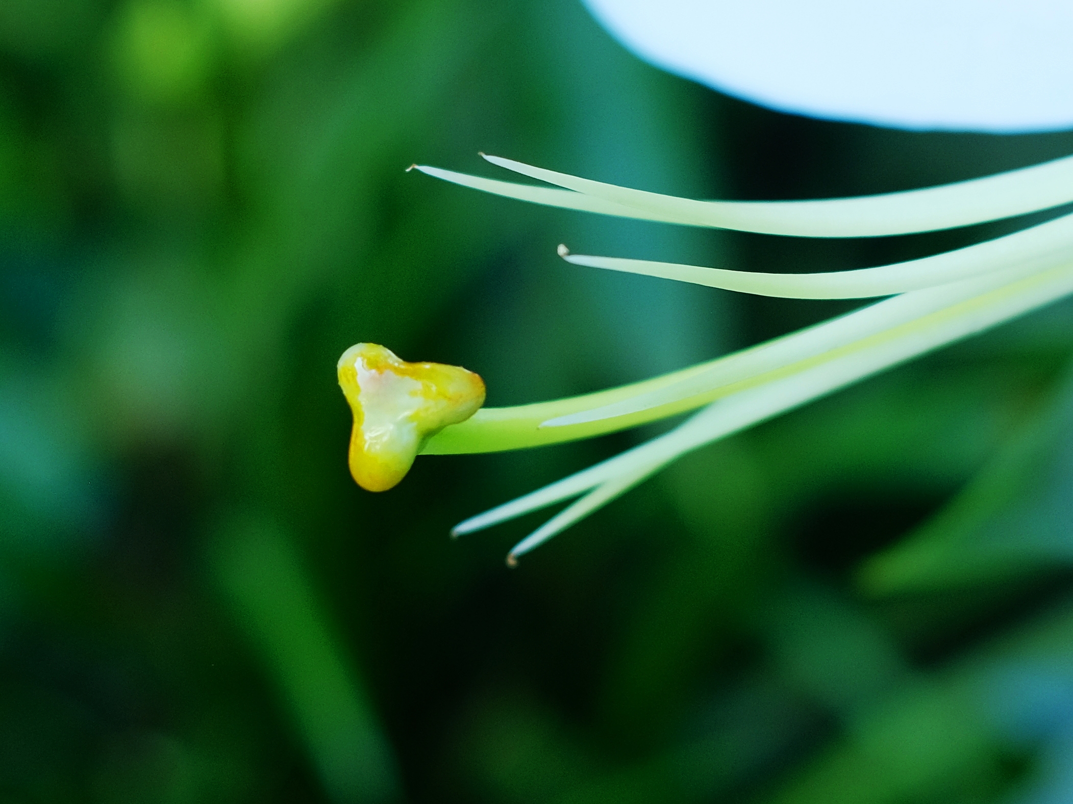 微拍*百合花蕾也飘逸