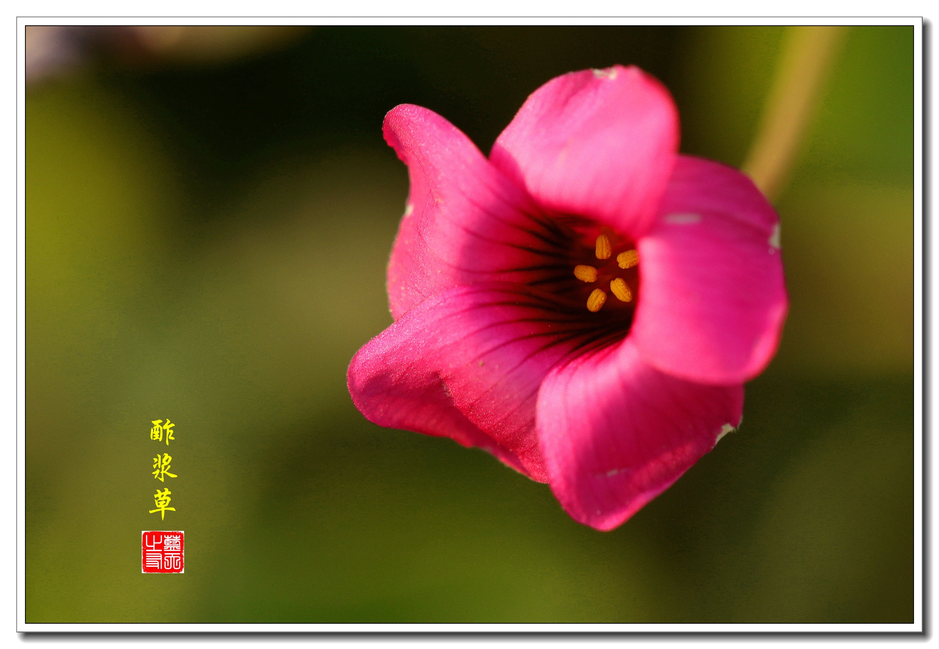 【首发】红花似火贺新年·红花酢浆草