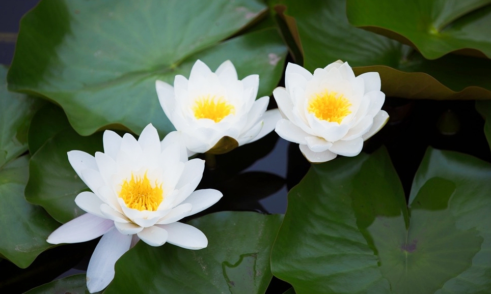 水中莲花心上佛