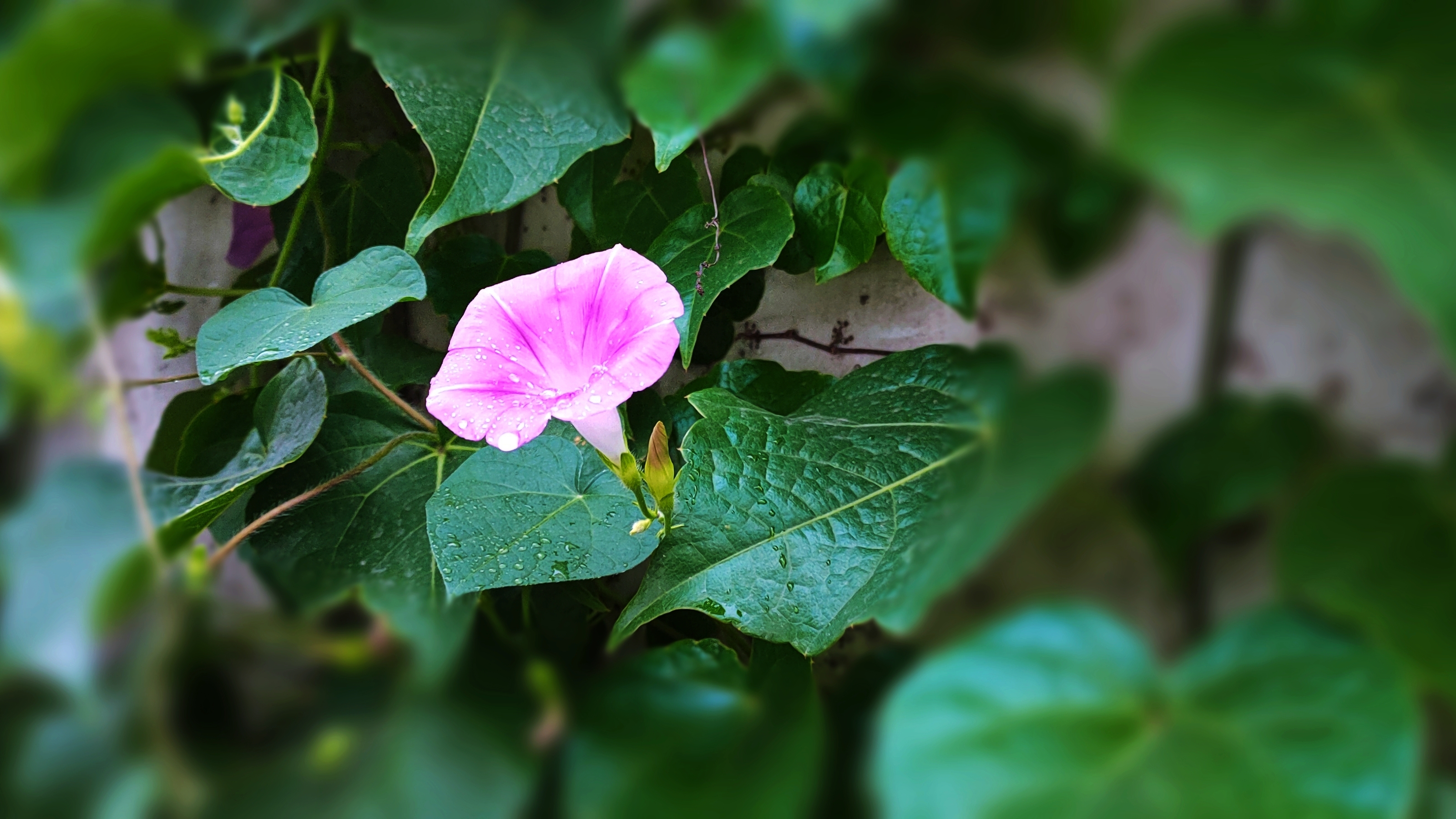 圆叶牵牛花