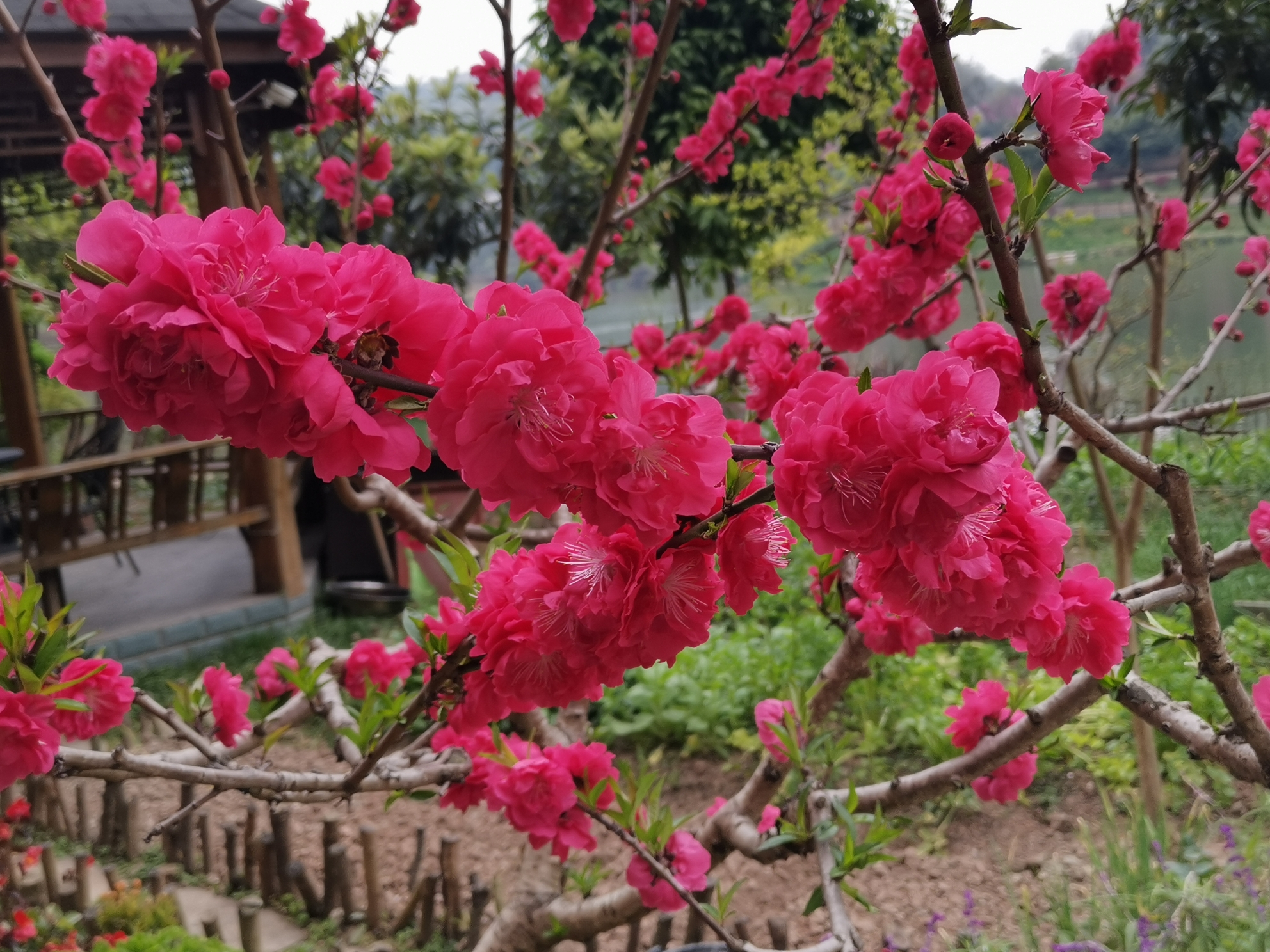 龍泉山上桃花開,年年賞花人車擠.