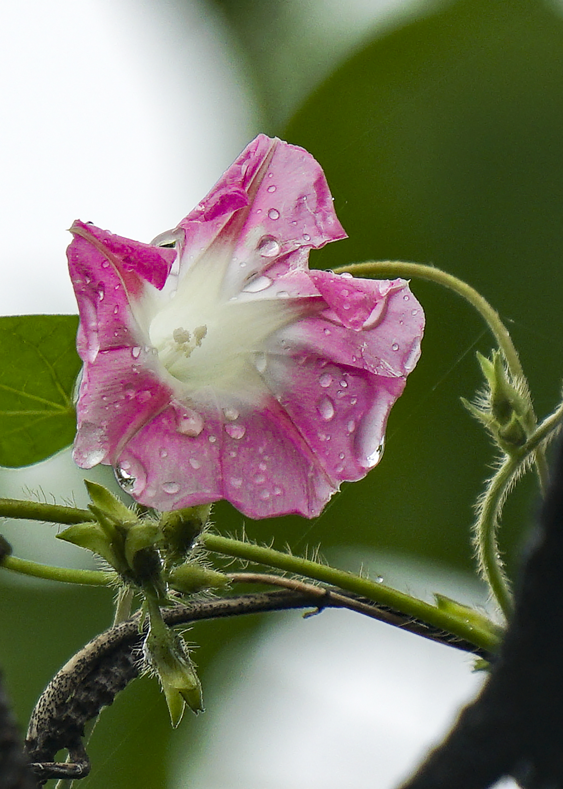 雨中牵牛花(2)