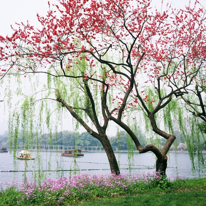 诗文雅舍《正星杯家乡美》有奖征文诗词诗歌散文集锦