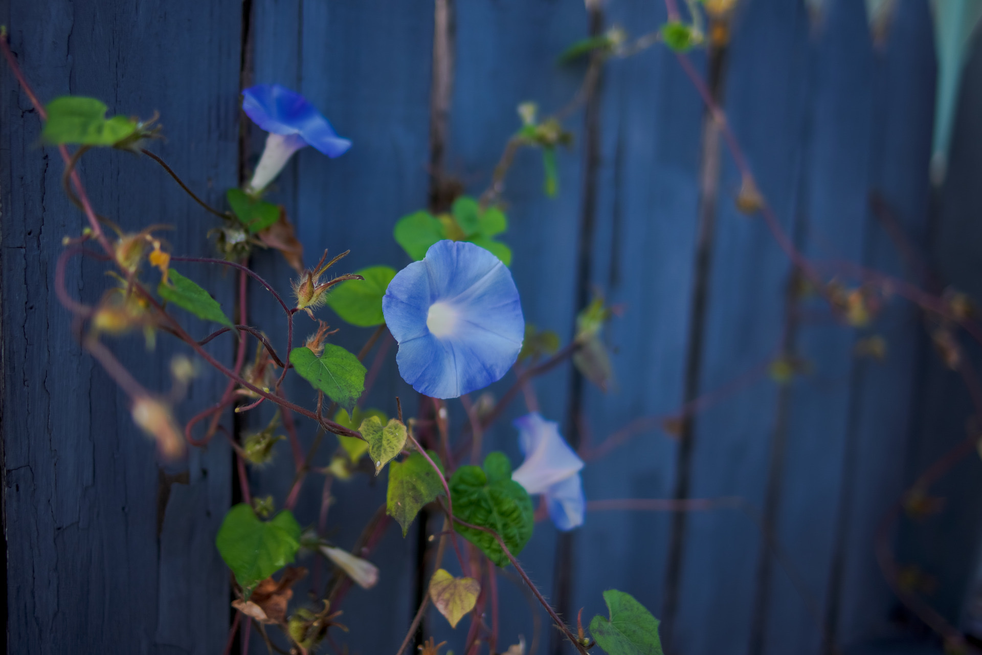 【首发】蓝色牵牛花(一)