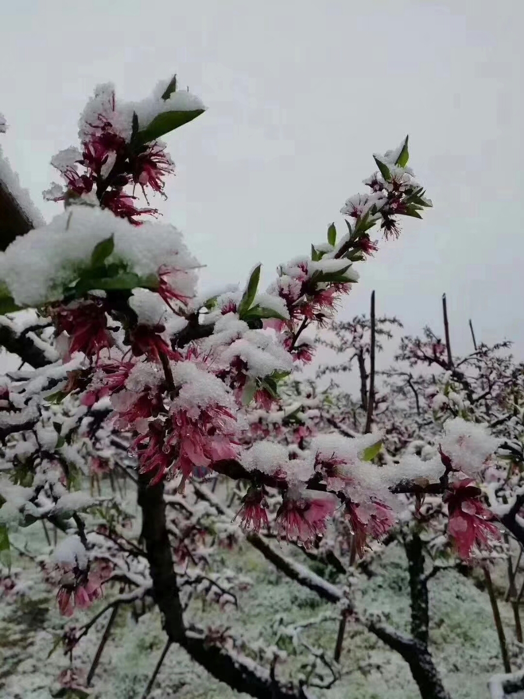 桃花盛開的季節,不見桃花見雨雪