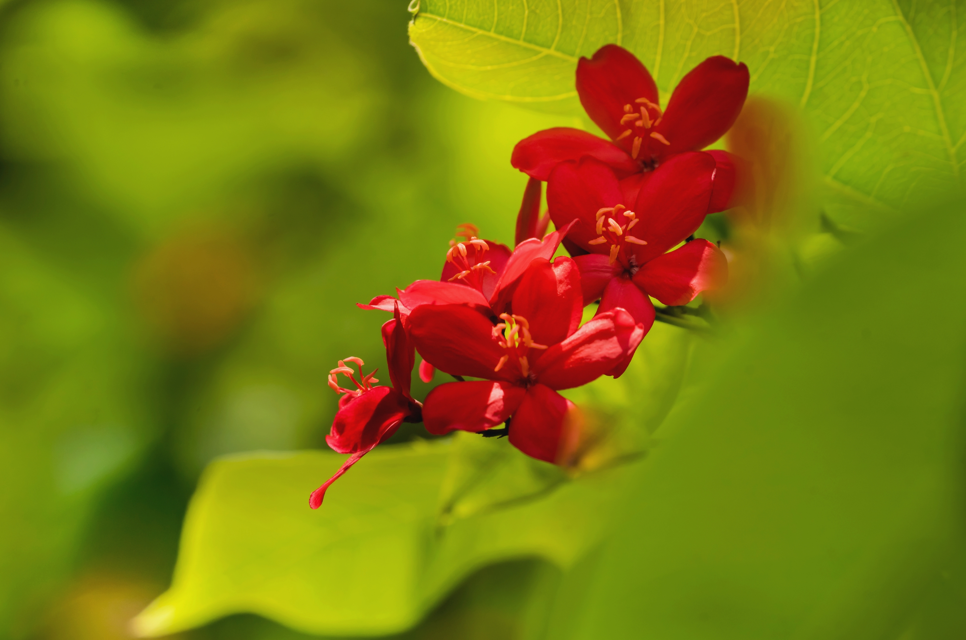 琴叶珊瑚花盛开【摄影首发】