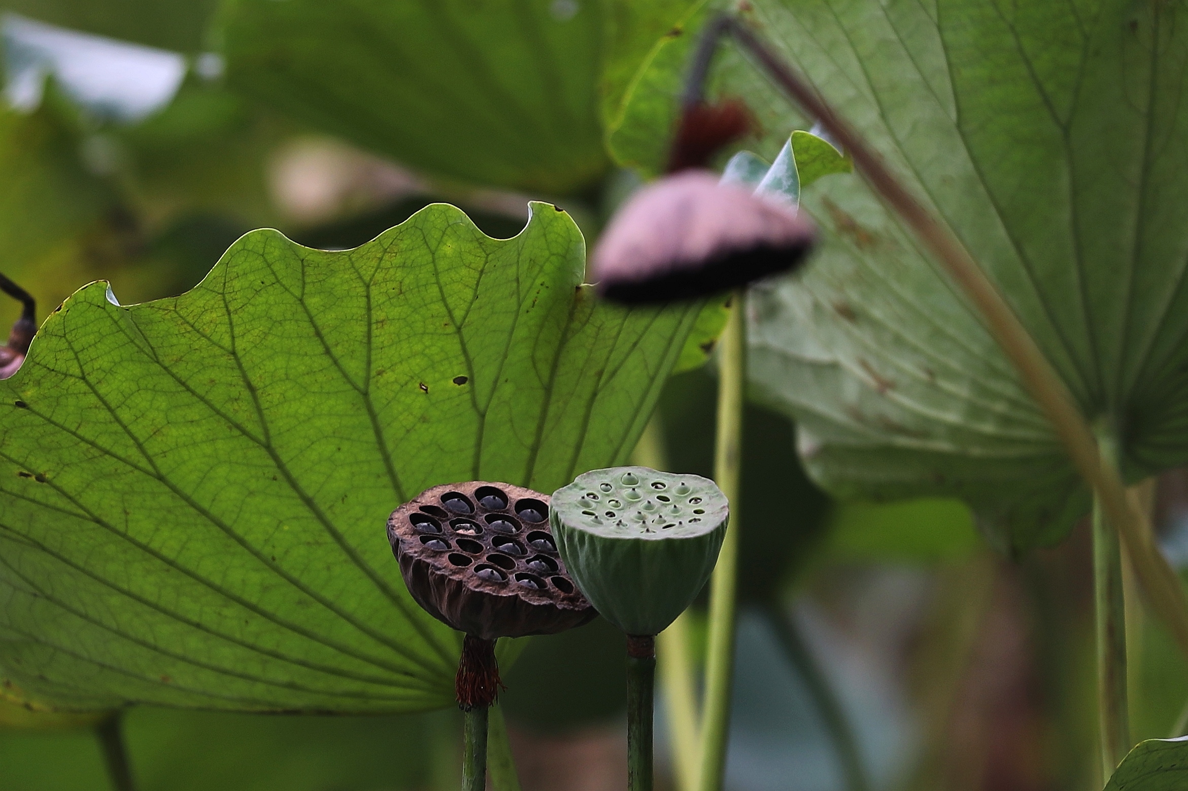 【百花园】莲蓬之韵