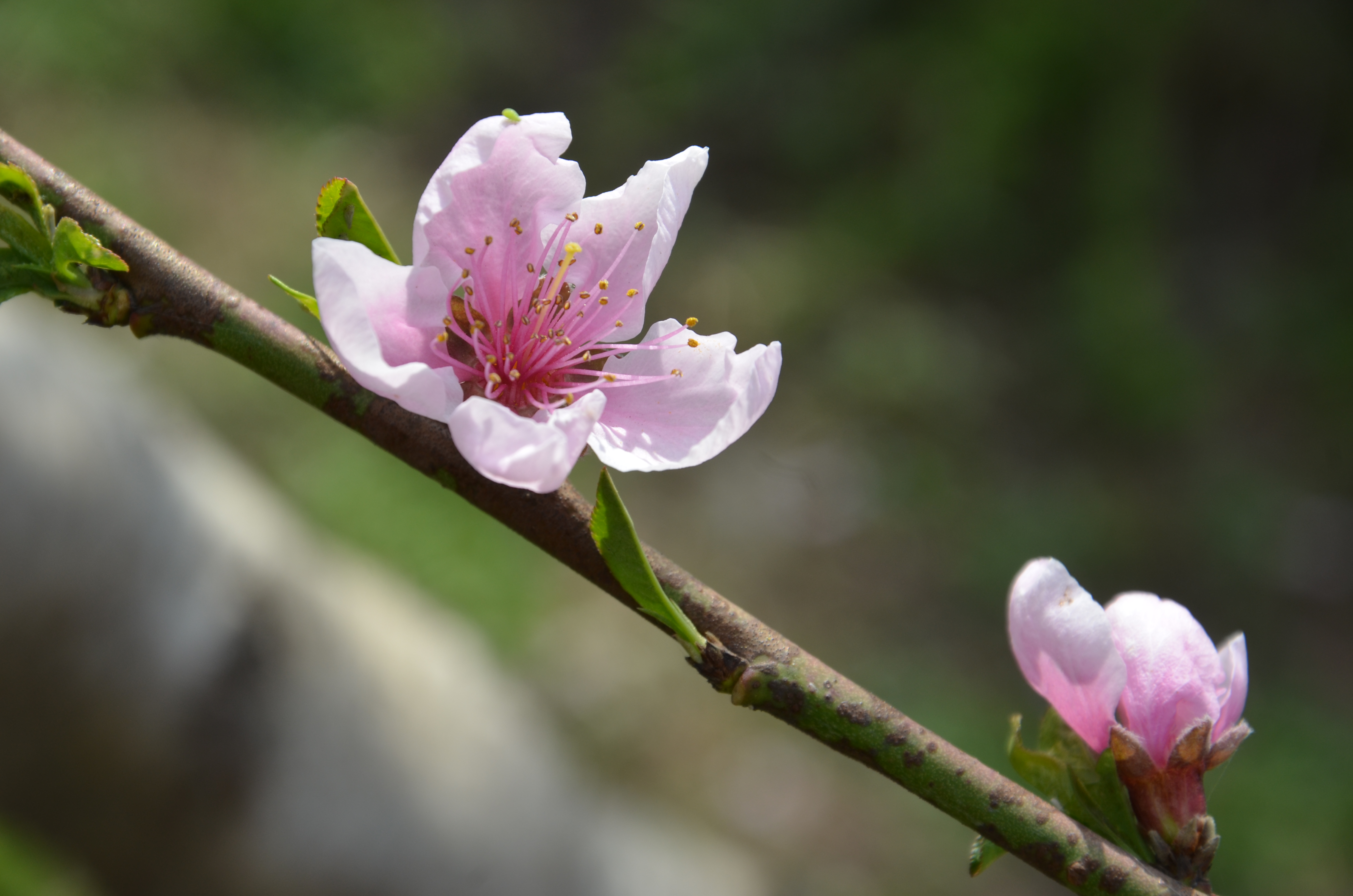 桃花红杏花白