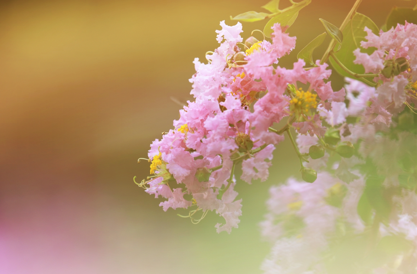 紫薇花从夏美到秋