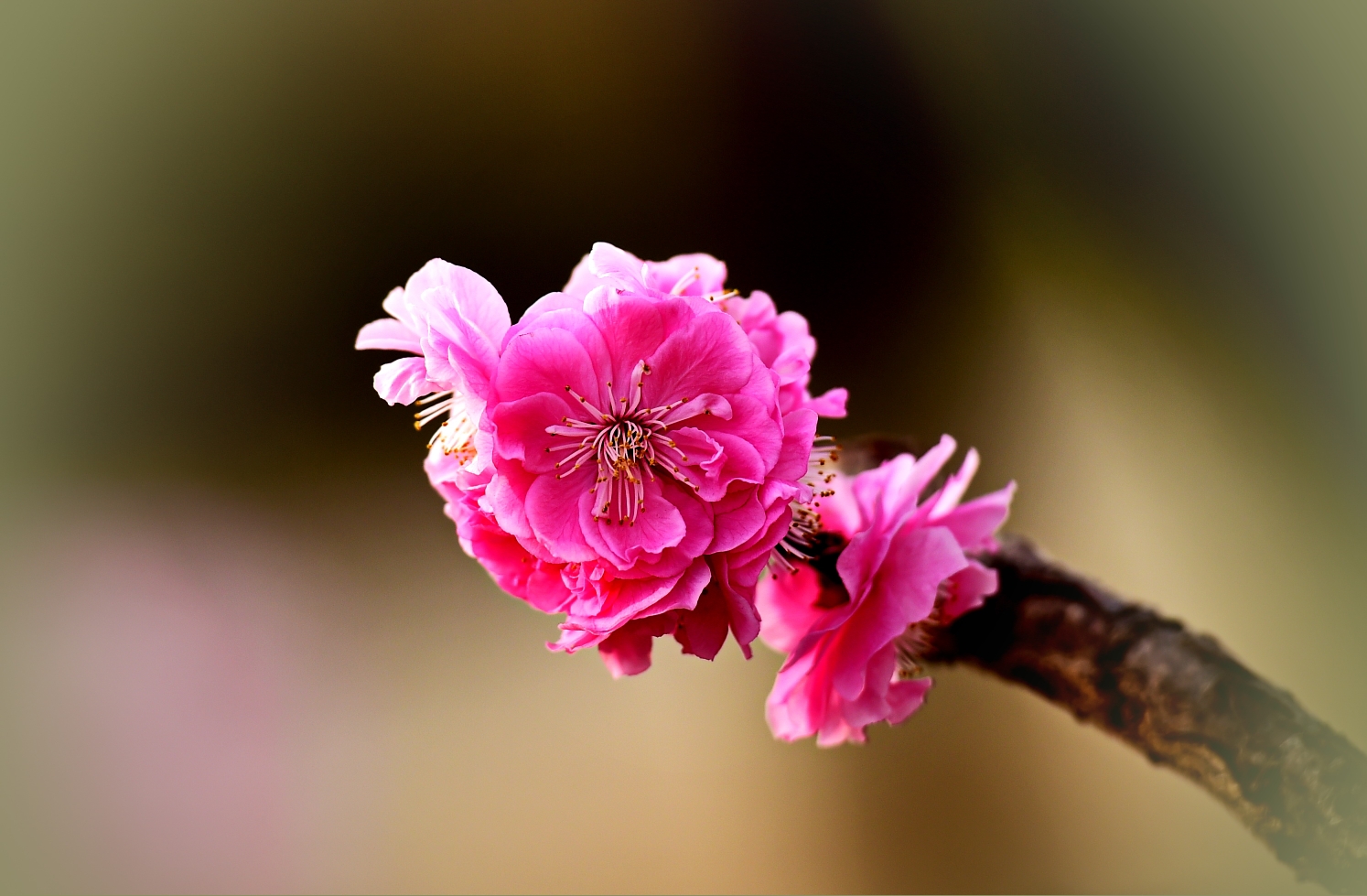 青岛十梅庵公园的梅花