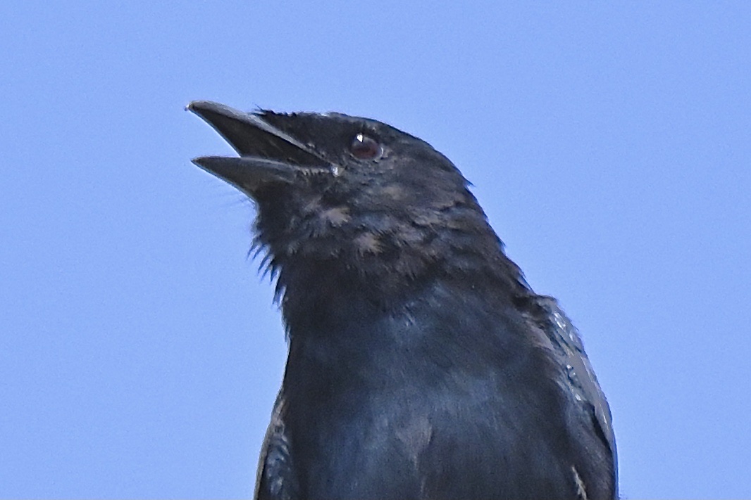 黑头蓝身长尾的鸟图片图片