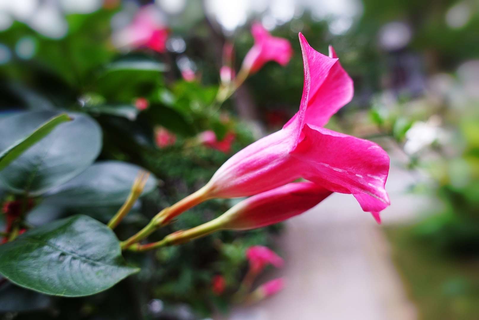 【首发】飘香藤