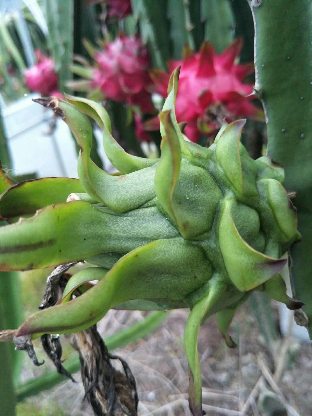 绿合味火龙果红透心的甜香产自国家首批绿色村庄东塍镇东溪单村志满