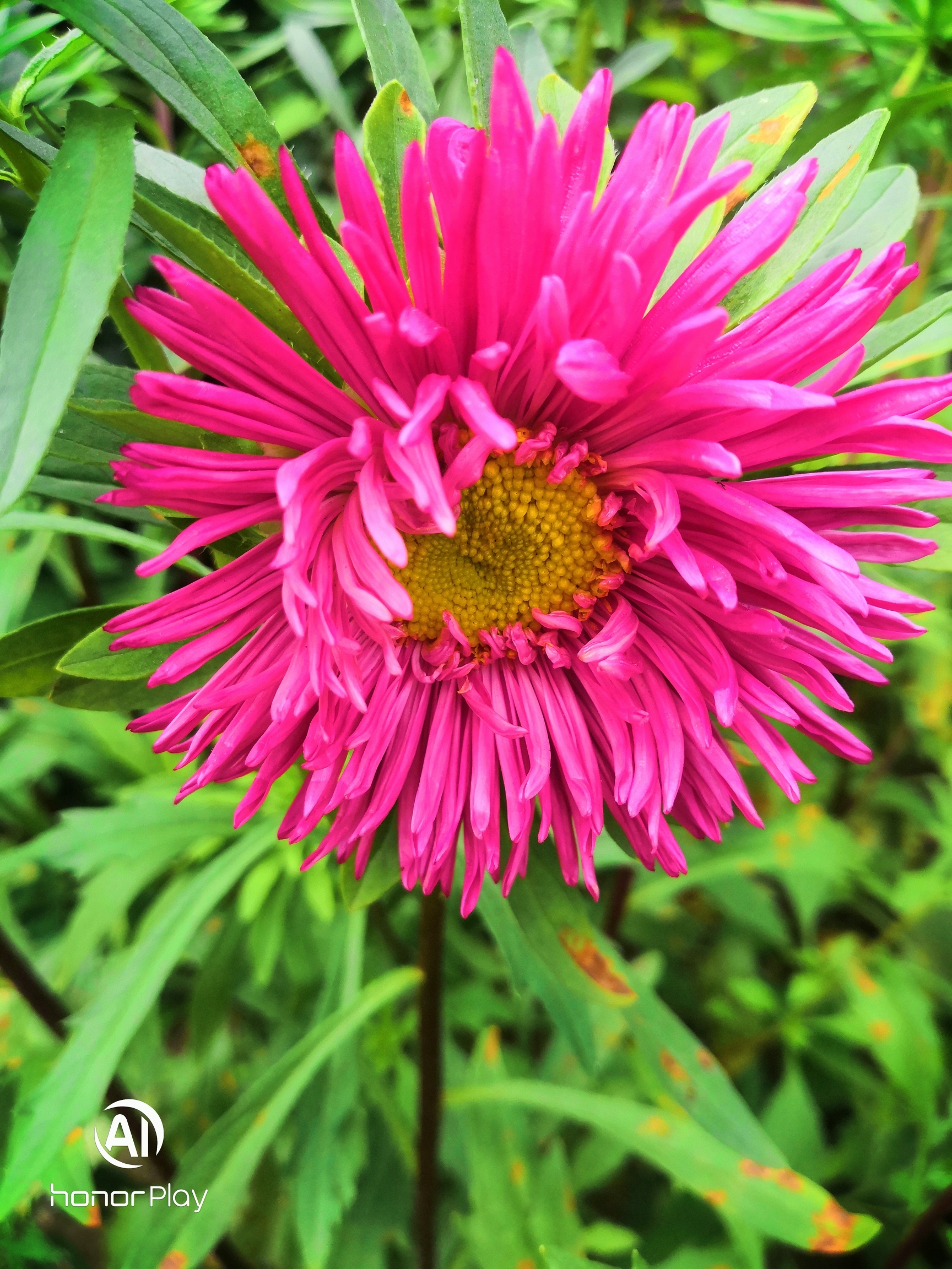 翠菊别名七月菊江西腊兰菊和翠兰等一二年草本花卉株高30～80厘米因