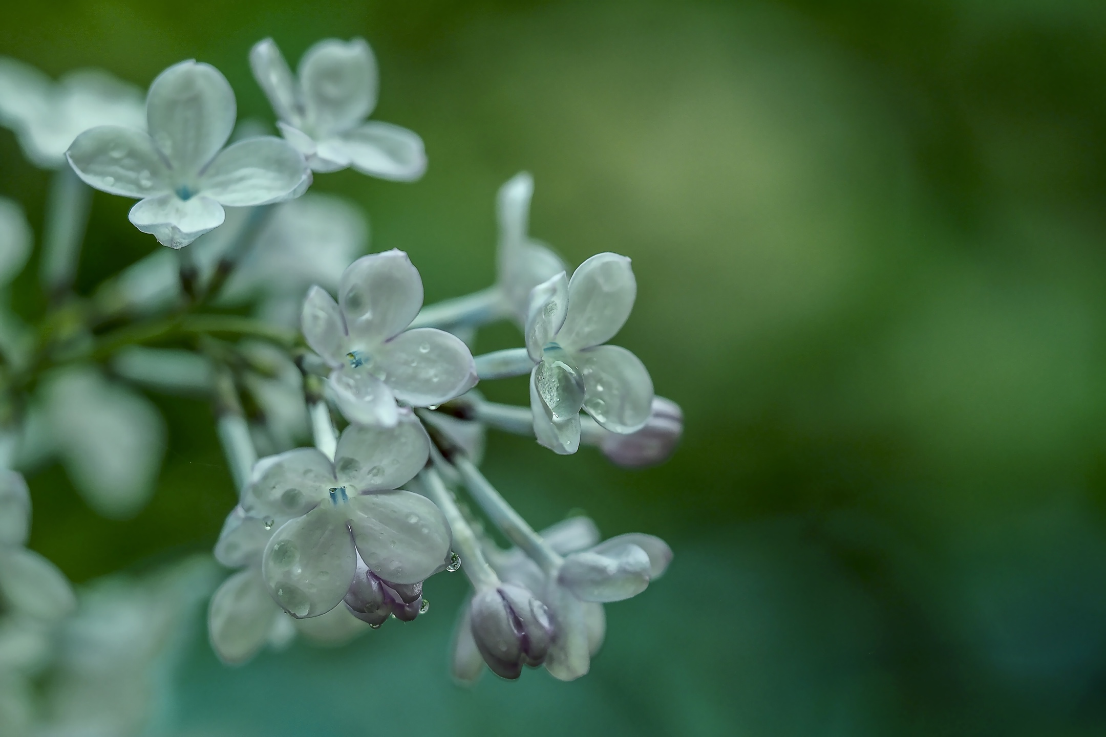 丁香雨巷