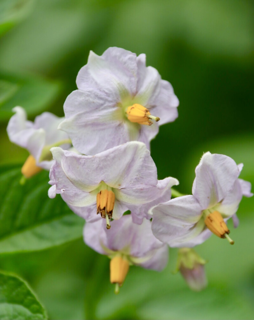 【首发】阳芋花