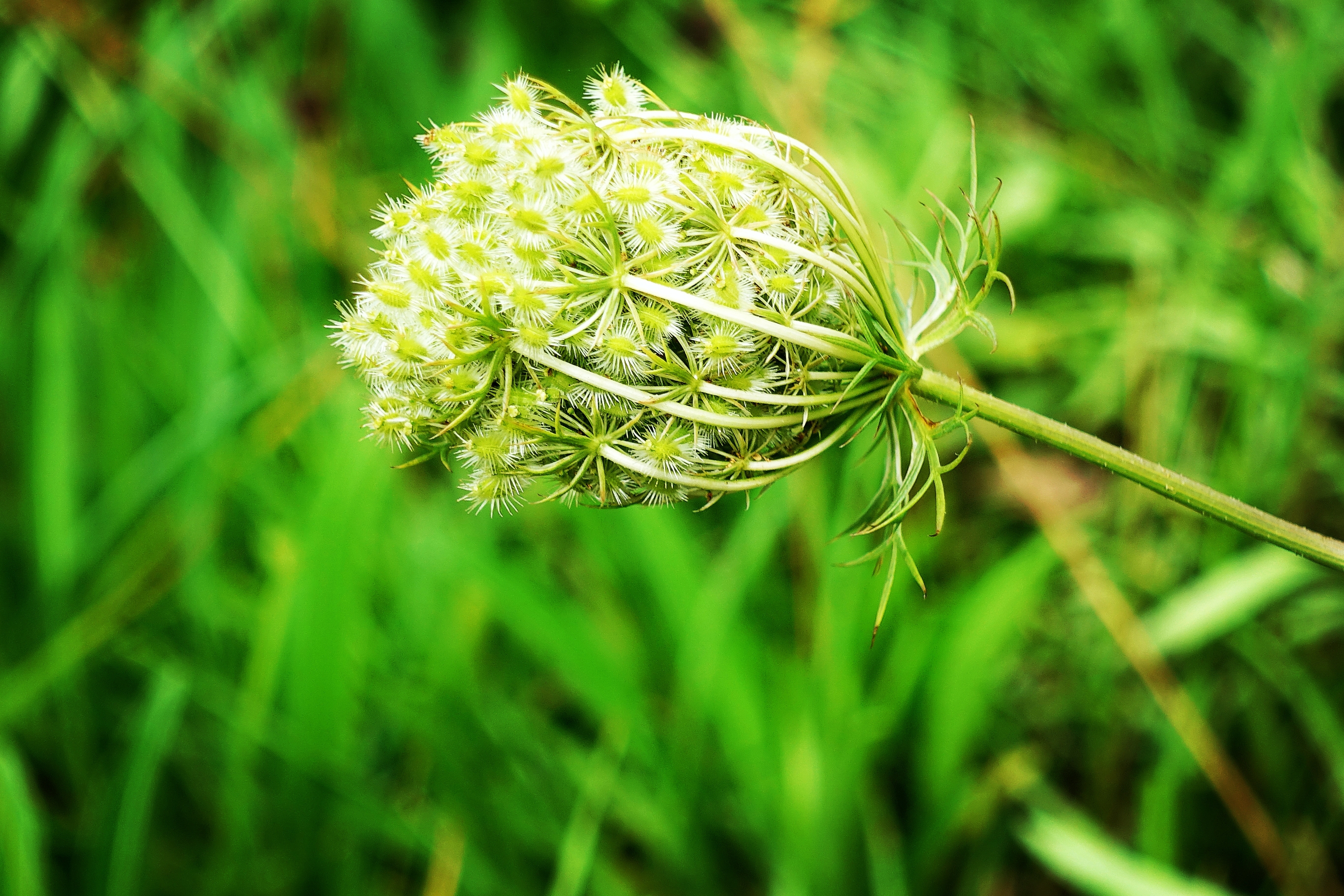 【首发】野胡萝卜