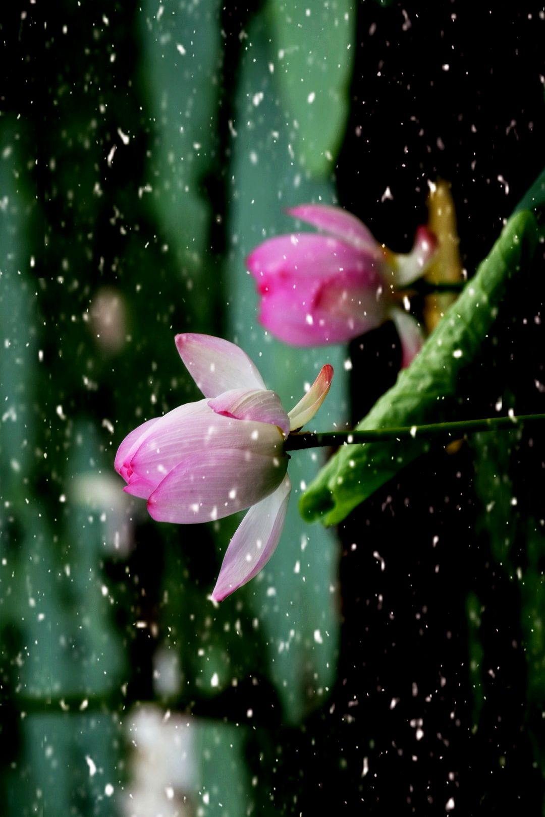 雨中花图片 禅意图片