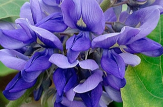 铁筷子昙花栀子夏堇使君子山丹丹香水草萱草鲁冰花勿忘我石斛曼陀罗蒜