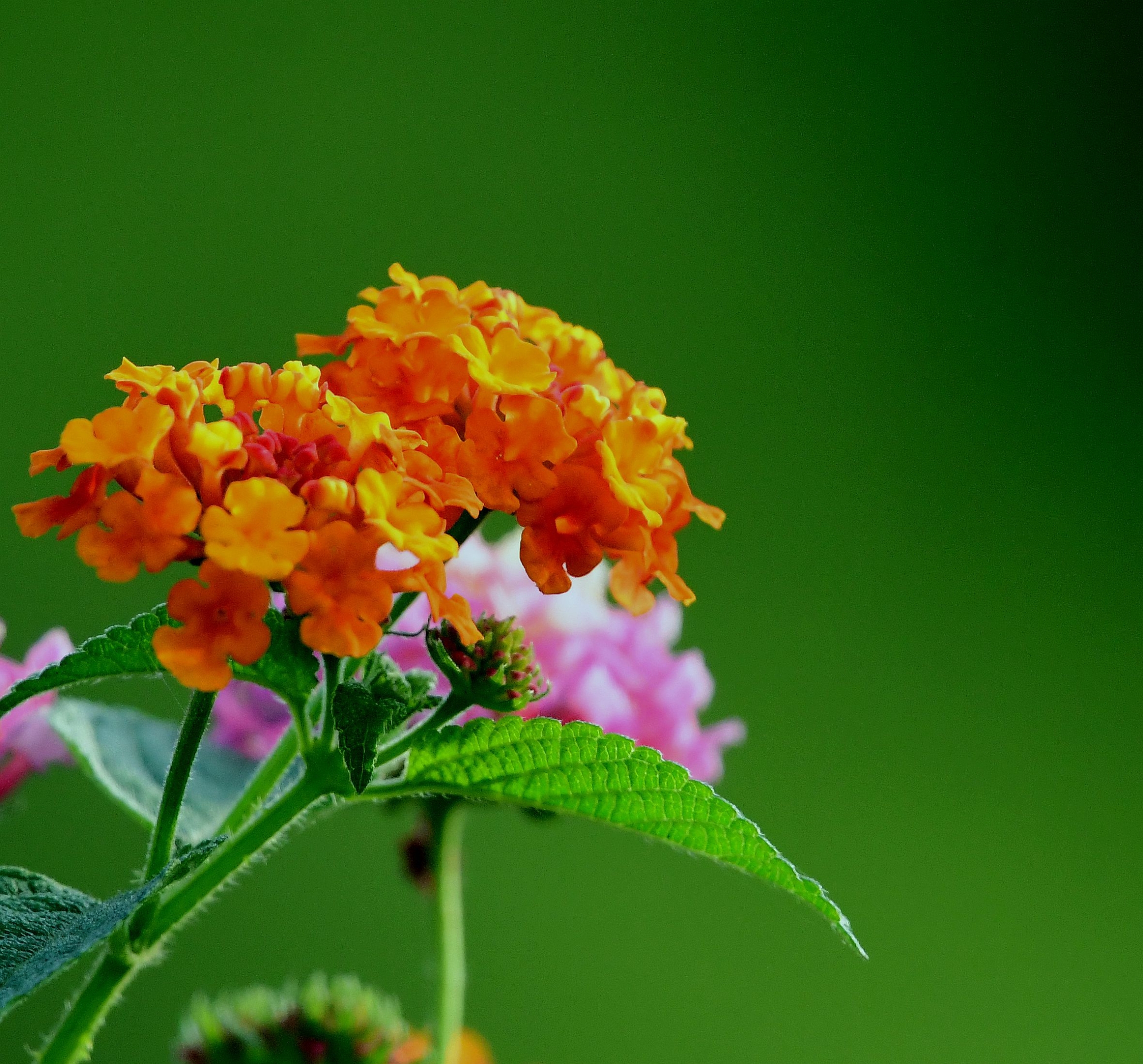 花卉摄影一一五色梅【首发】