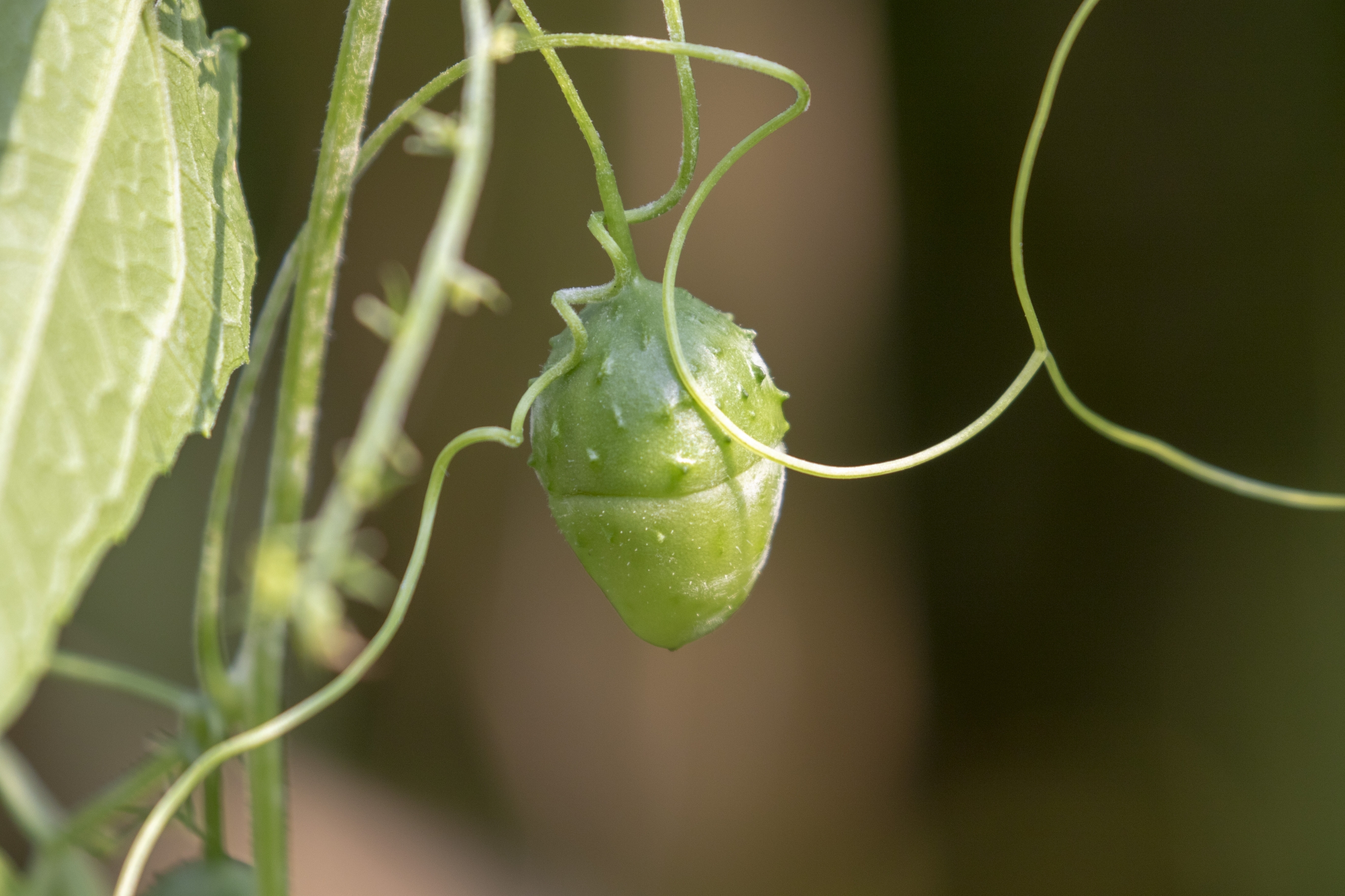 【首发】盒子草(4)