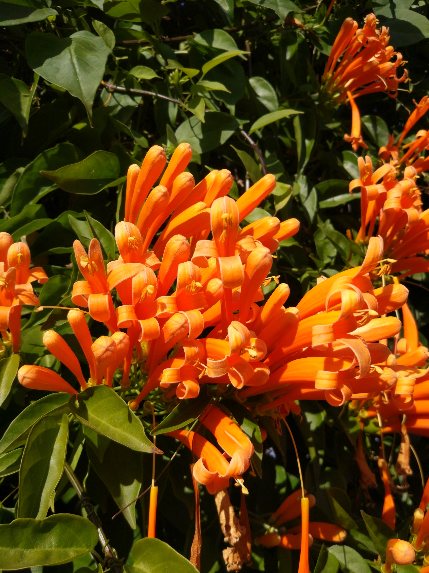 【首发】炮仗花开缀蔓金