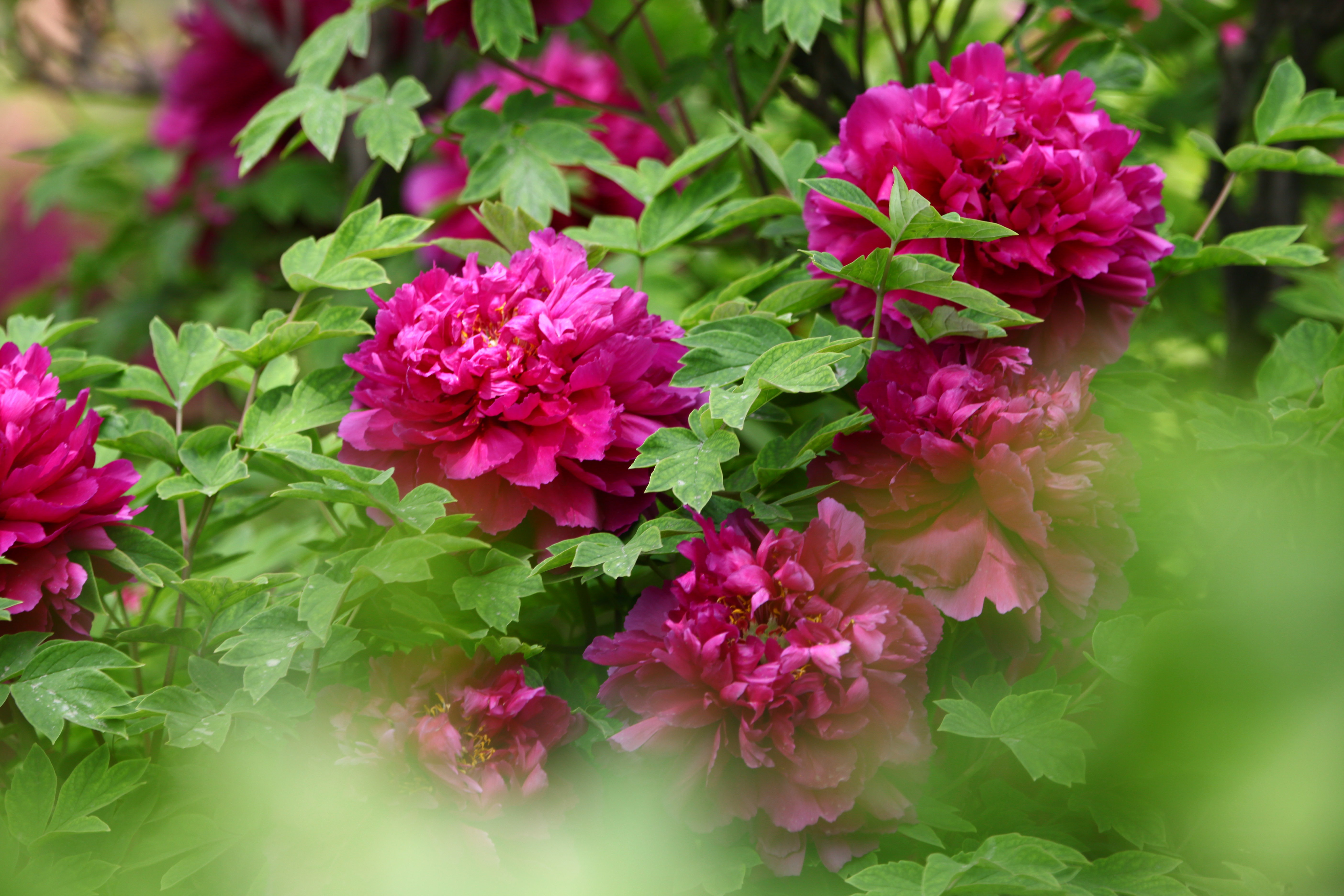 阅尽大千春世界牡丹终古是花王