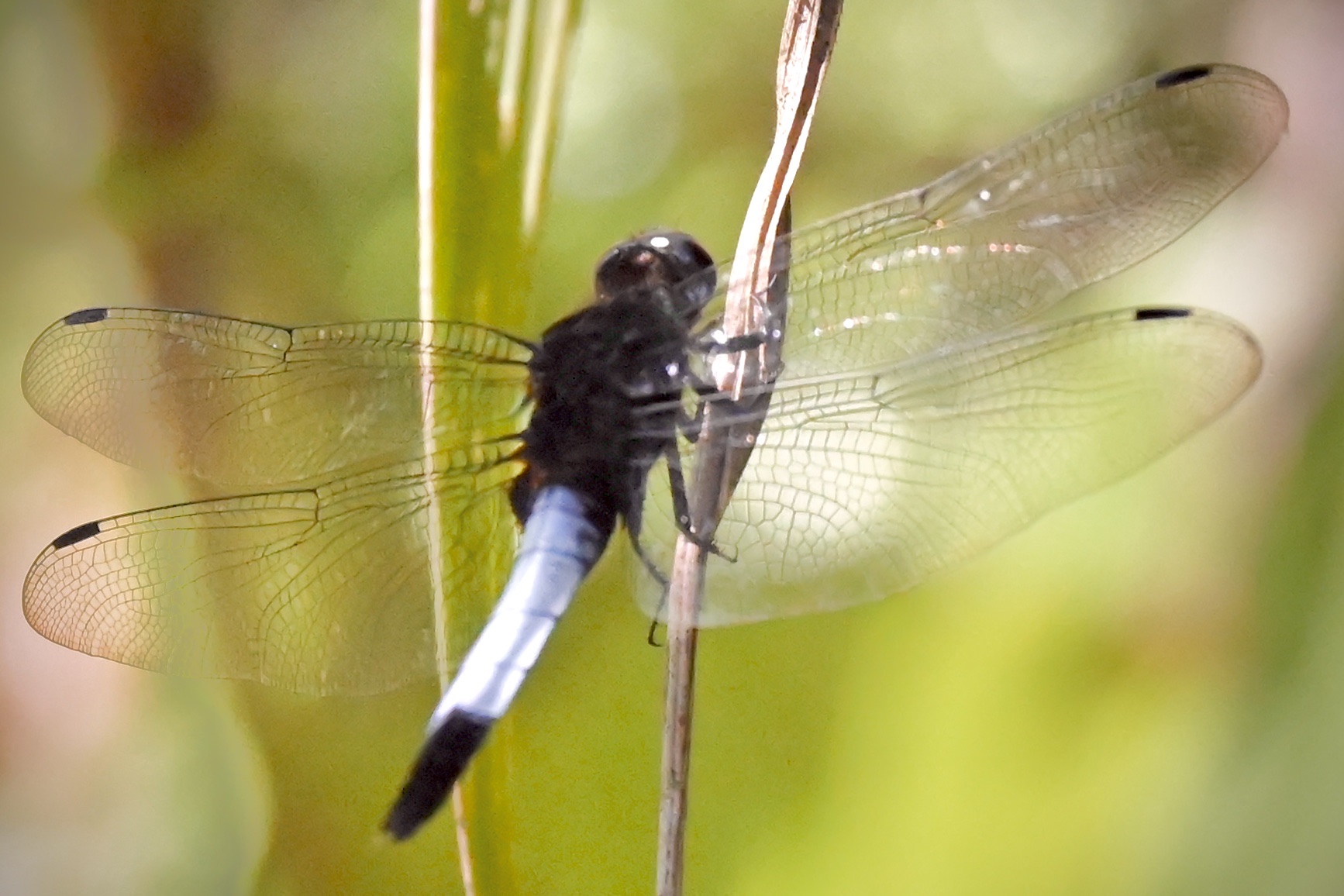 异色灰蜻～～～鼎脉蜻蜓〔首发