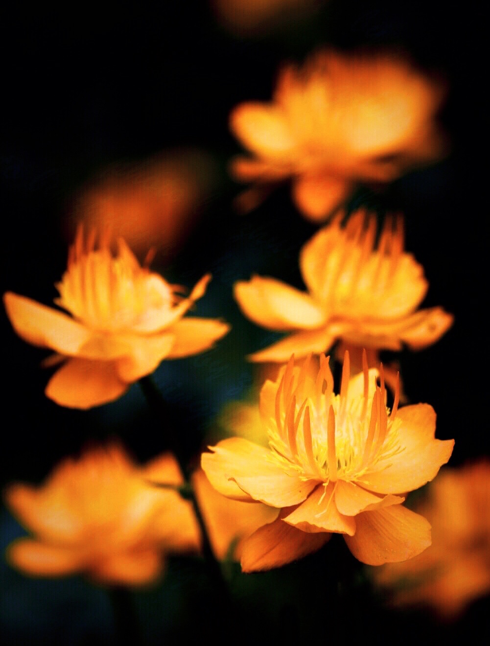 【首发】金莲花