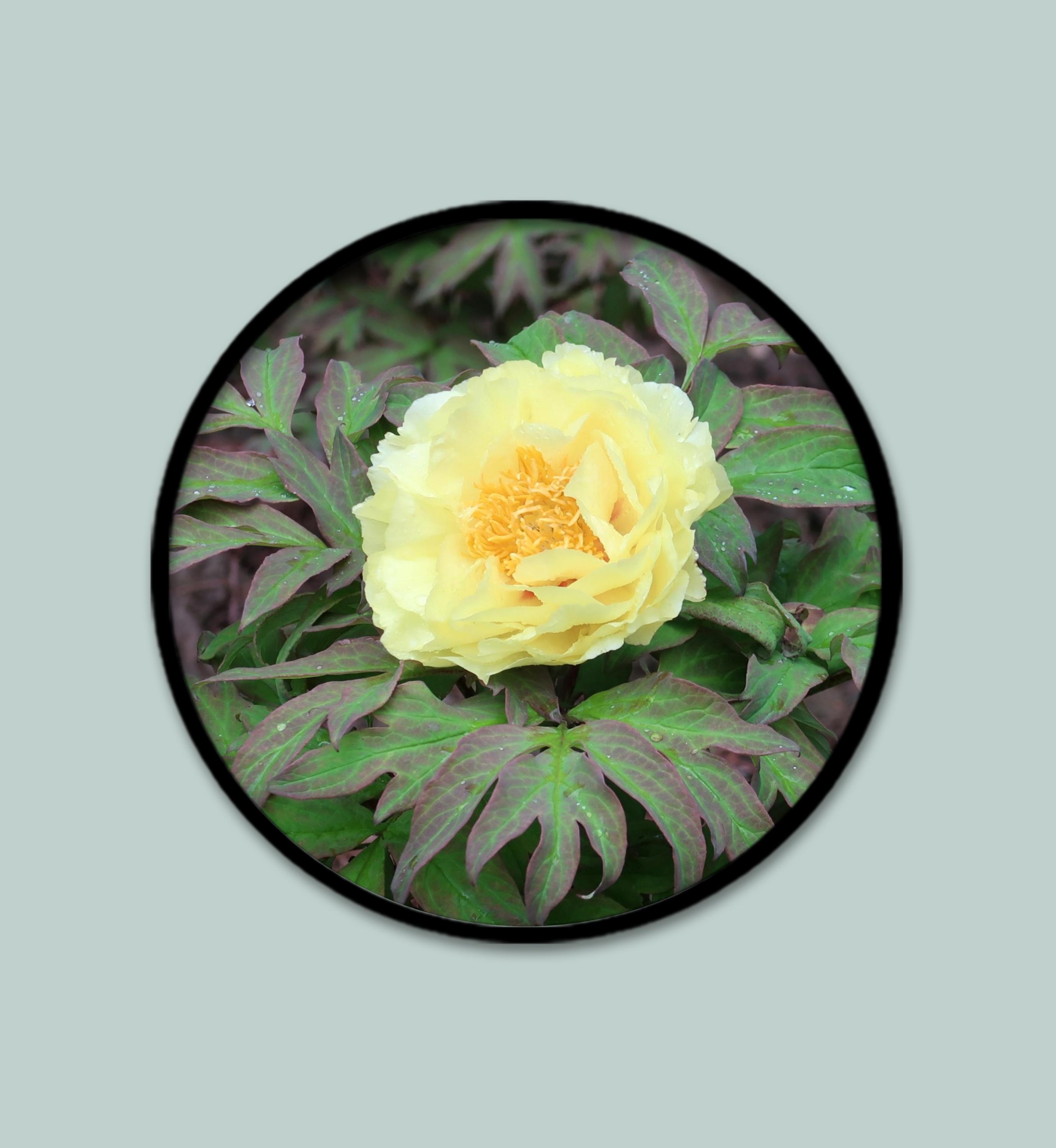 鹅黄牡丹花【首发】