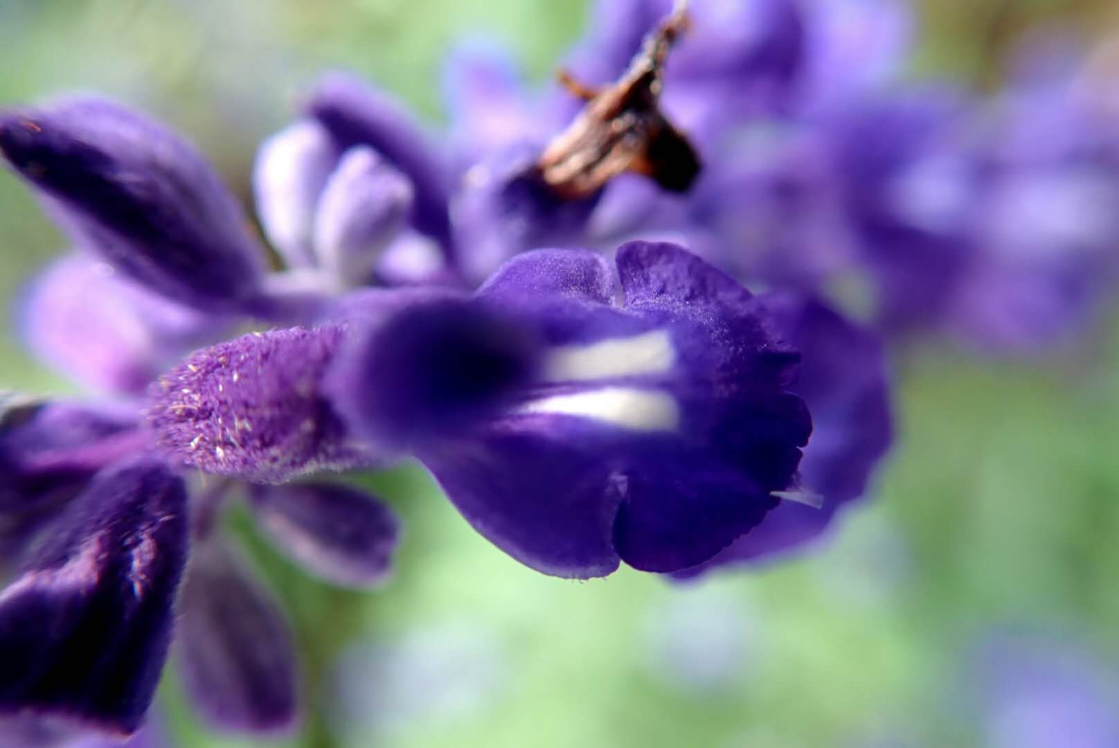 [首發]微拍——藍花鼠尾草